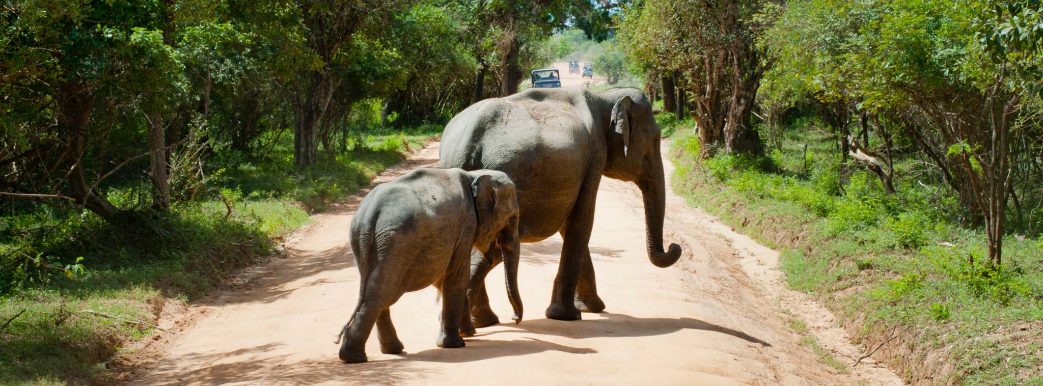 Thợ săn động vật hoang dã chuyên nghiệp bị đè chết bởi một con voi