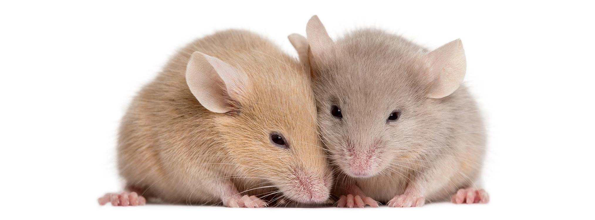 Liệu pháp tế bào gốc giúp chuột cái hiếm muộn có con bình thường, hy vọng mới cho con người?