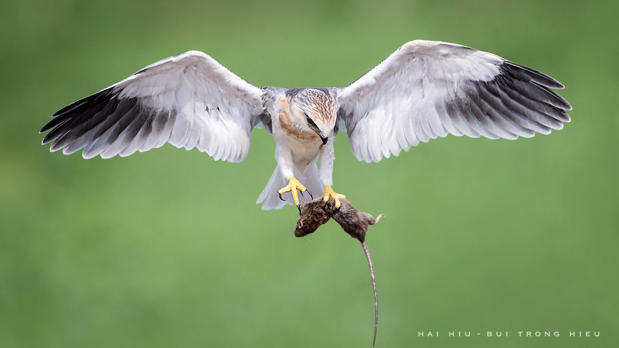 Mời các bạn xem những bức ảnh chim muông tuyệt đẹp được chụp bởi nhiếp ảnh gia Việt Nam