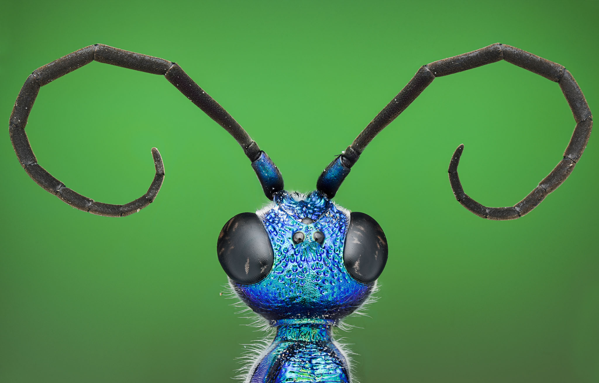 Bộ ảnh macro côn trùng rất ấn tượng & Những kiến thức về chụp ảnh macro - Nguyễn Kiên