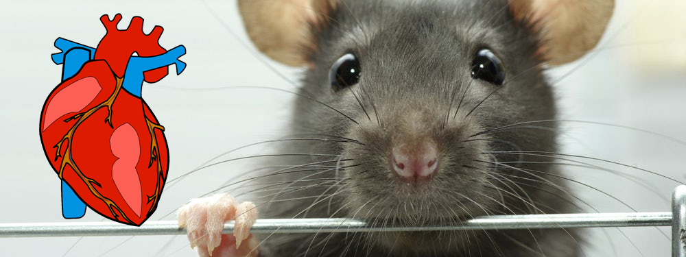 Chế tạo tim người 'mini' từ tim chuột để thử nghiệm thuốc