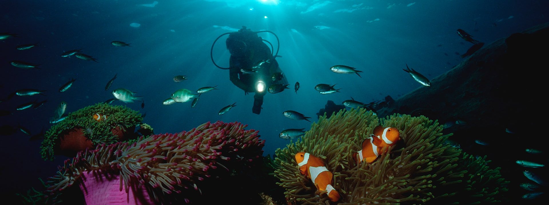 Cá hề "Nemo" đang đứng trước nguy cơ tuyệt chủng