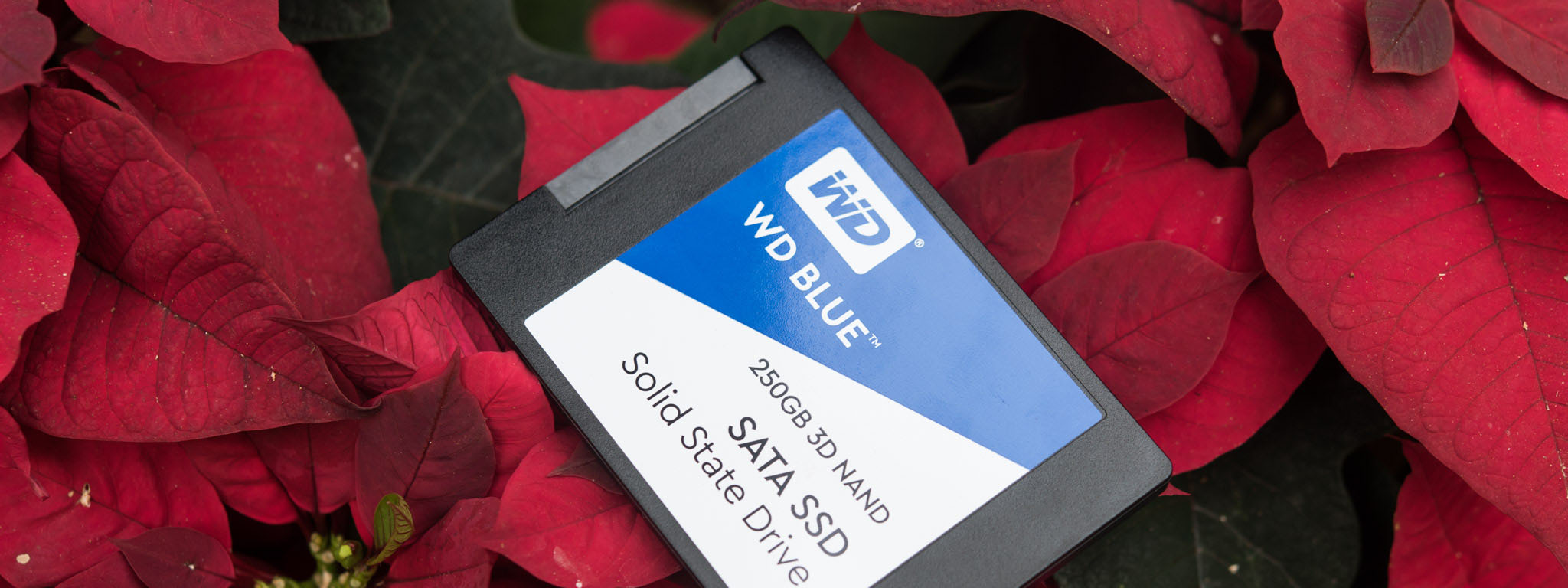 Đánh giá WD Blue SSD dùng 3D NAND mới, so sánh với phiên bản 2D NAND, đua tốc độ với RAID 0