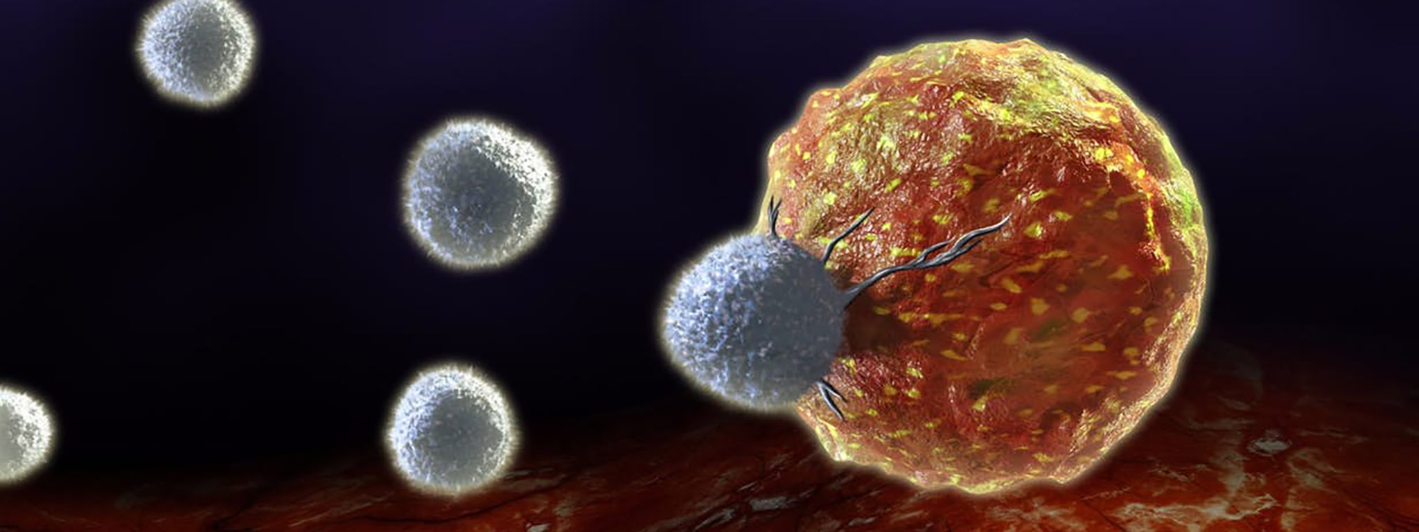 Phát hiện protein Runx3 có chức năng dẫn đường tế bào T tấn công trực tiếp khối u ung thư