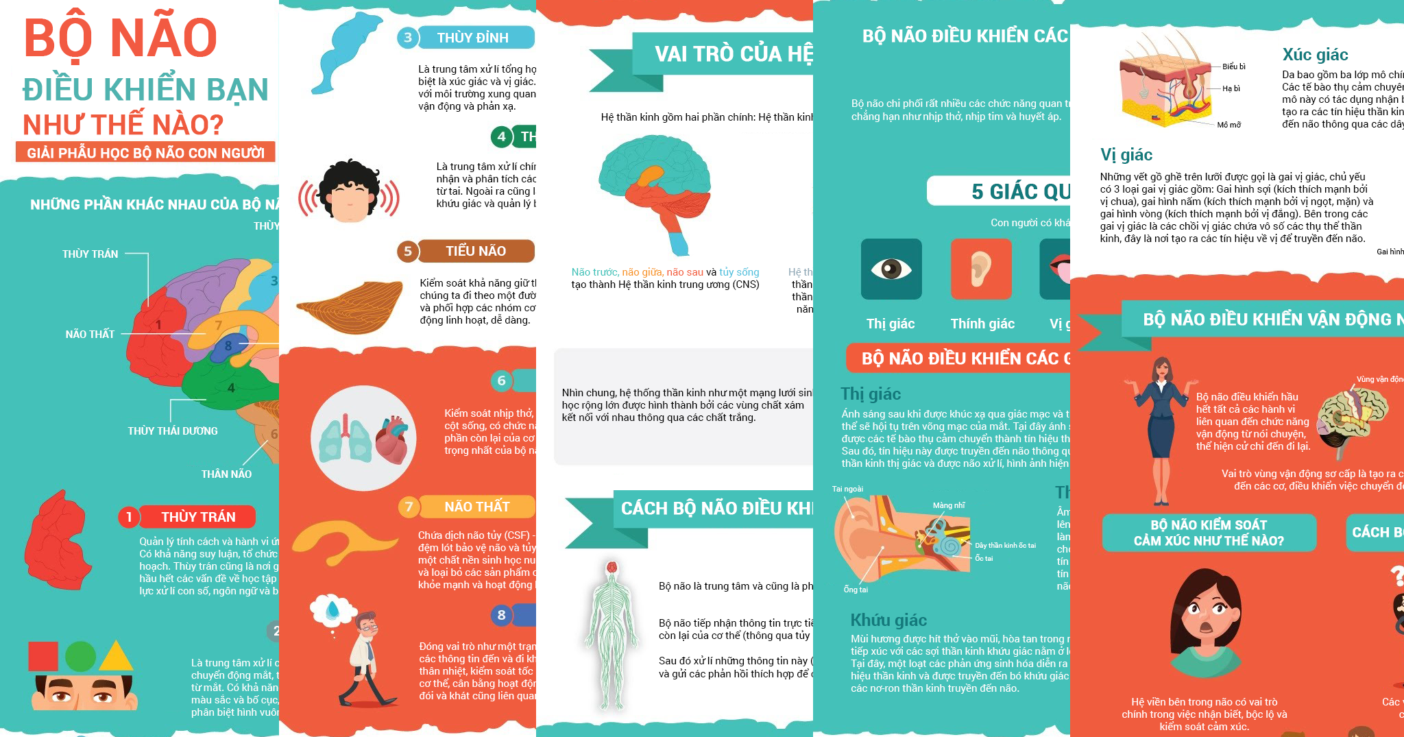 [Infographic] Bộ não điều khiển cơ thể bạn bằng cách nào?