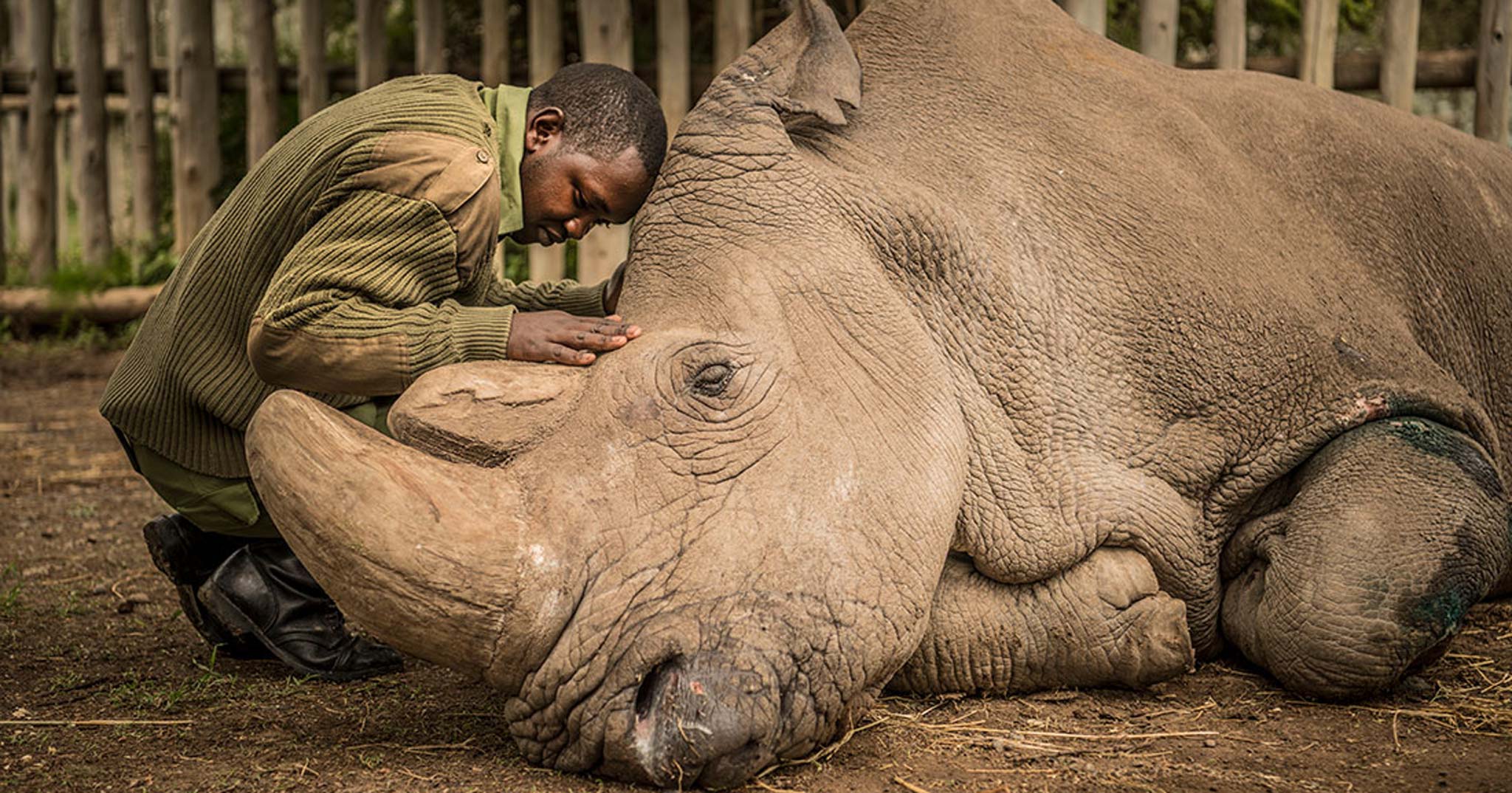 [Hình ảnh] Giây phút trước lúc qua đời của con tê giác trắng phương bắc cuối cùng trên hành tinh