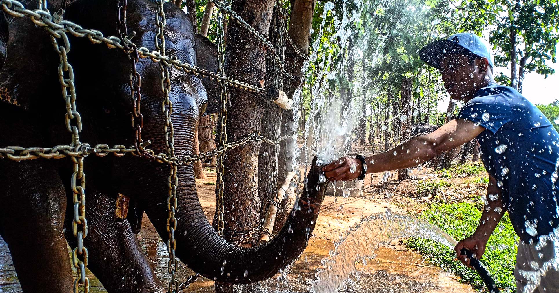[Oppo F7] Câu chuyện về những người bảo tồn voi Tây Nguyên - Ảnh chụp bởi Nguyễn Thanh Dương