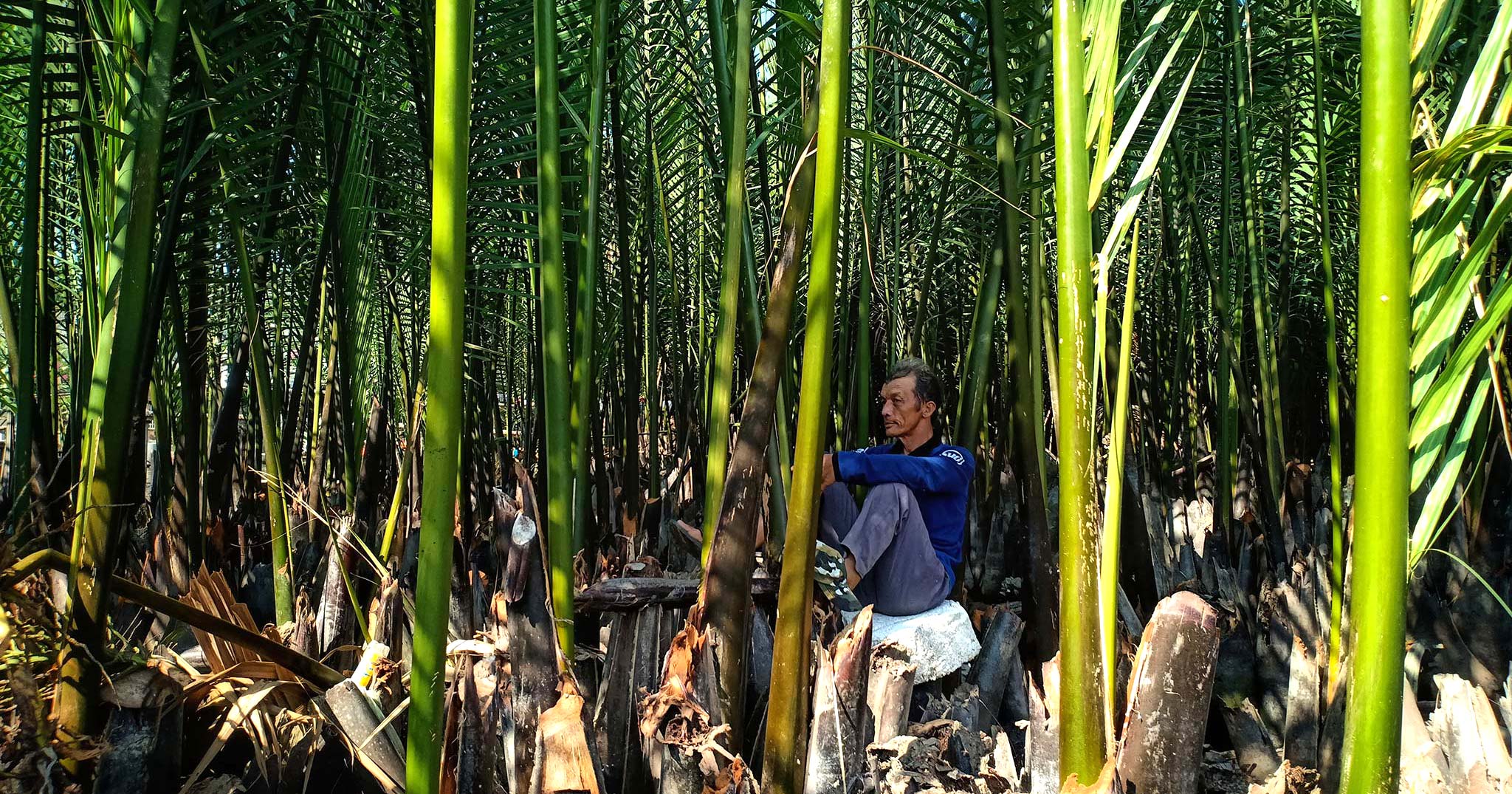 [Ảnh] Câu chuyện rừng dừa Bảy Mẫu - Hội An - Của Nguyễn Đình Phong chụp bằng Oppo F7