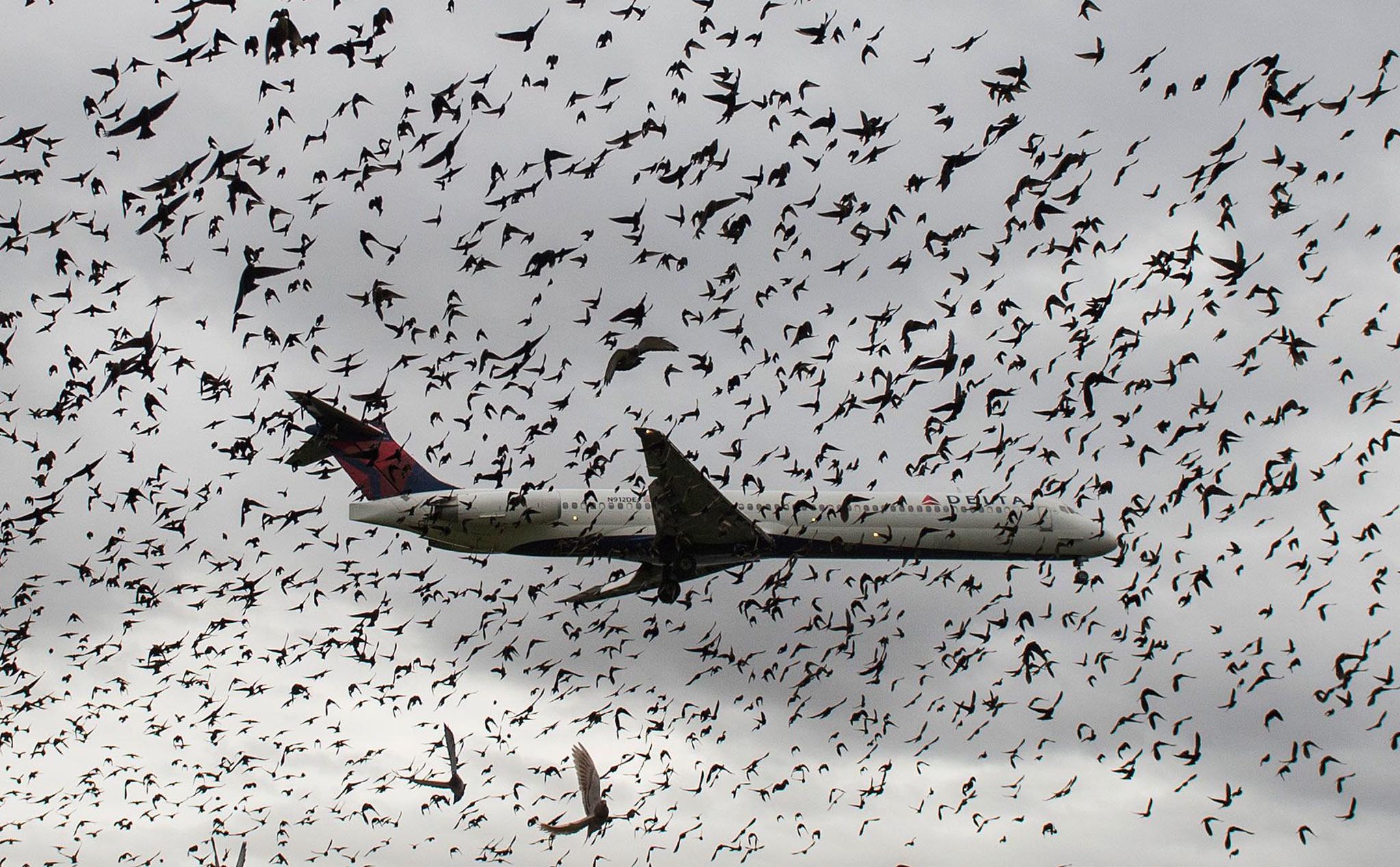 Công nghệ mới dùng drone tự động đuổi chim bay gần các sân bay