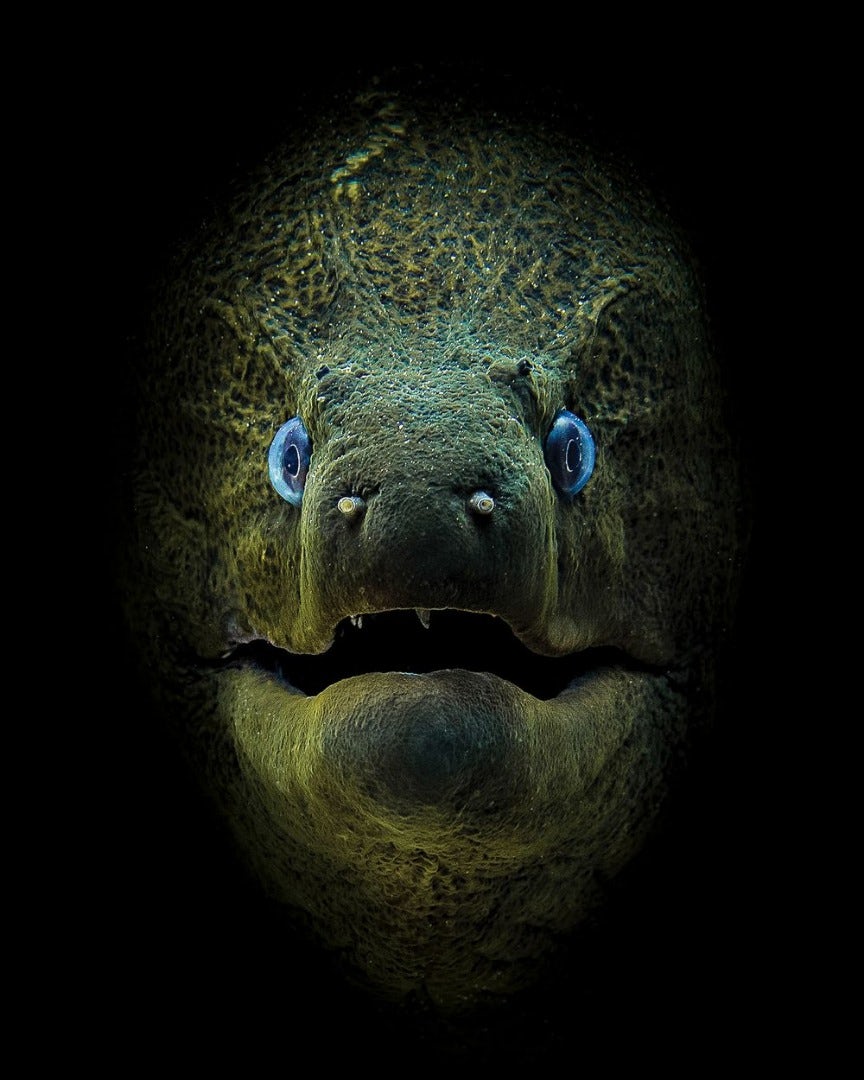 Đang tải underwater-photography-contest-2.jpg…