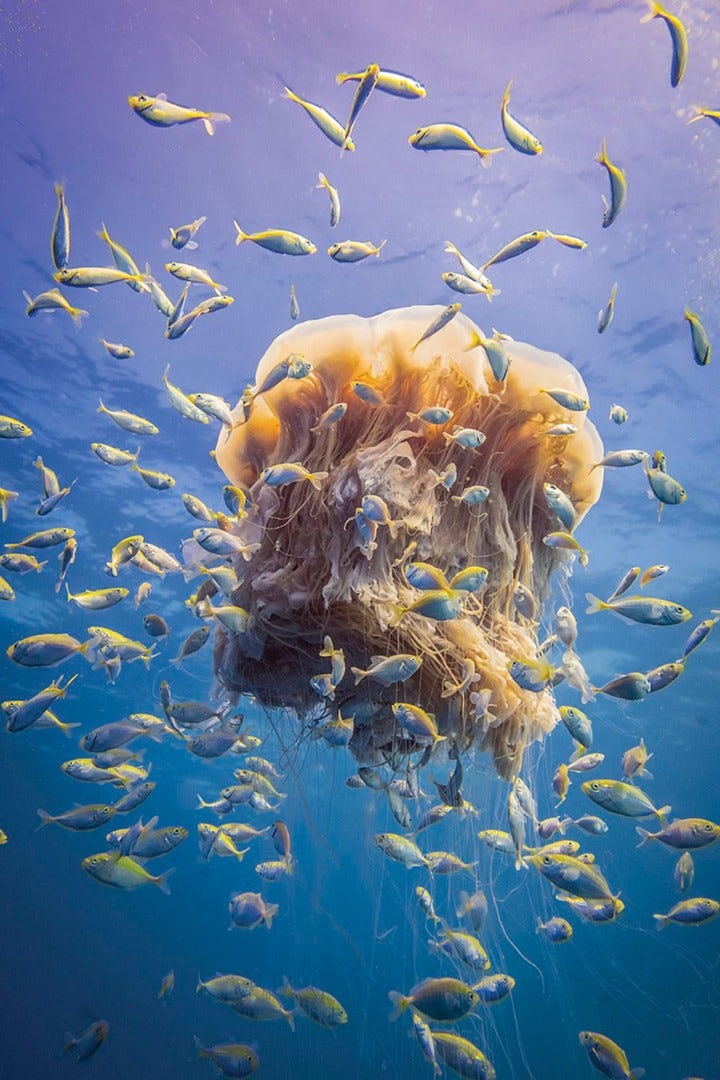 Đang tải underwater-photography-contest-27.jpg…