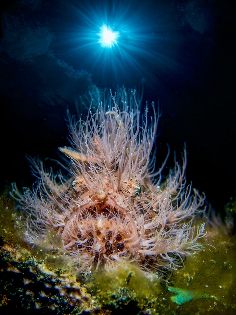 Đang tải underwater-photography-contest-33.jpg…