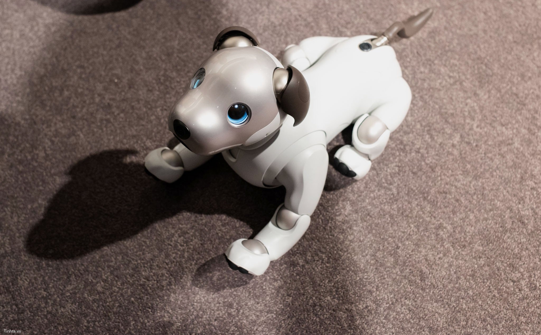 Sony Mỹ nhận đặt hàng chó robot Aibo, giá 2900$, giữa tháng 12 giao