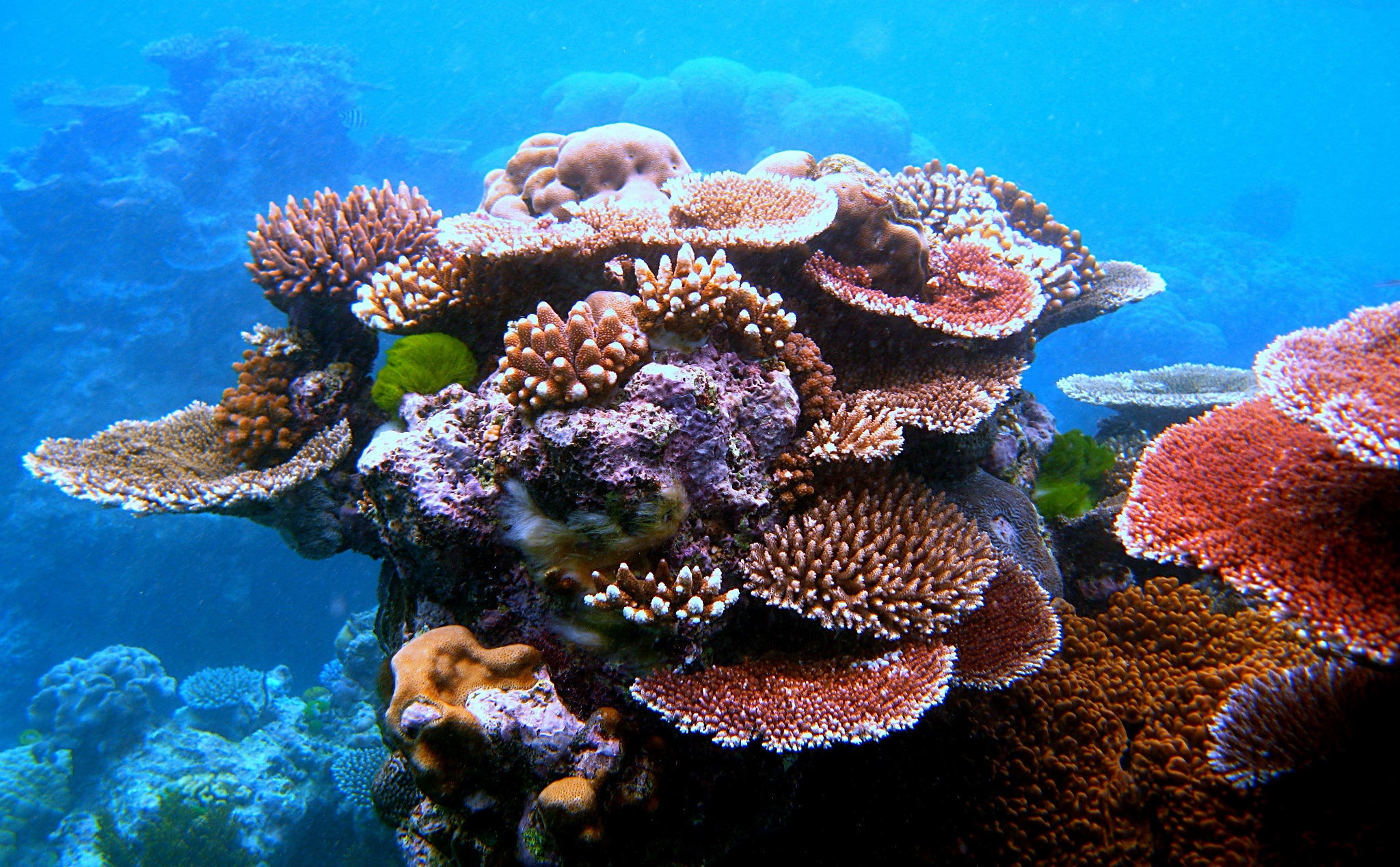 [Video] Florida Keys vô tình tìm ra cách tái tạo san hô nhanh gấp 40 lần môi trường tự nhiên