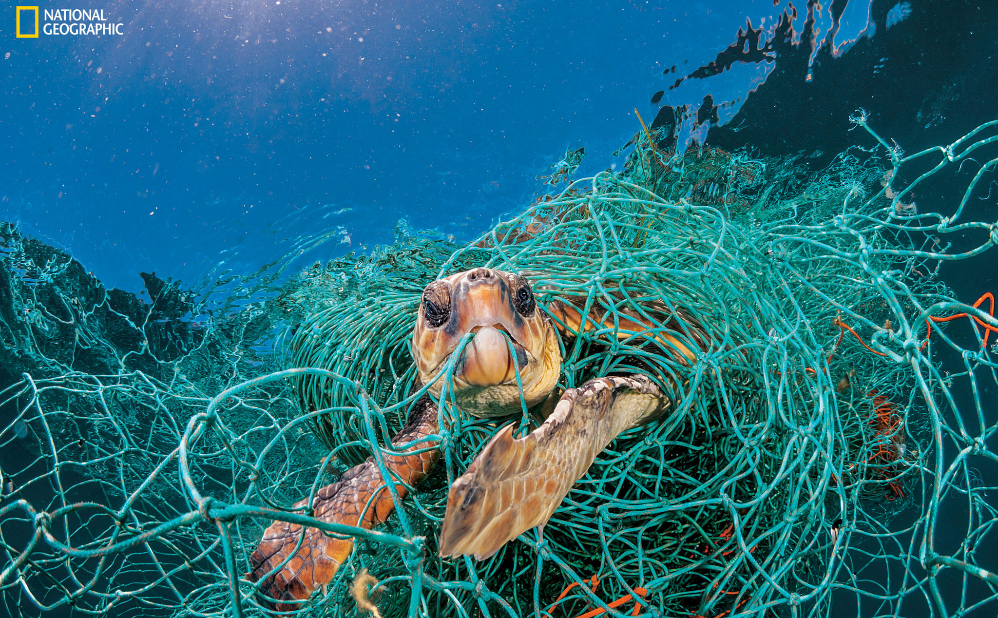 [Nghiên cứu] Bên trong ruột mỗi con rùa biển đều có chứa hạt vi nhựa
