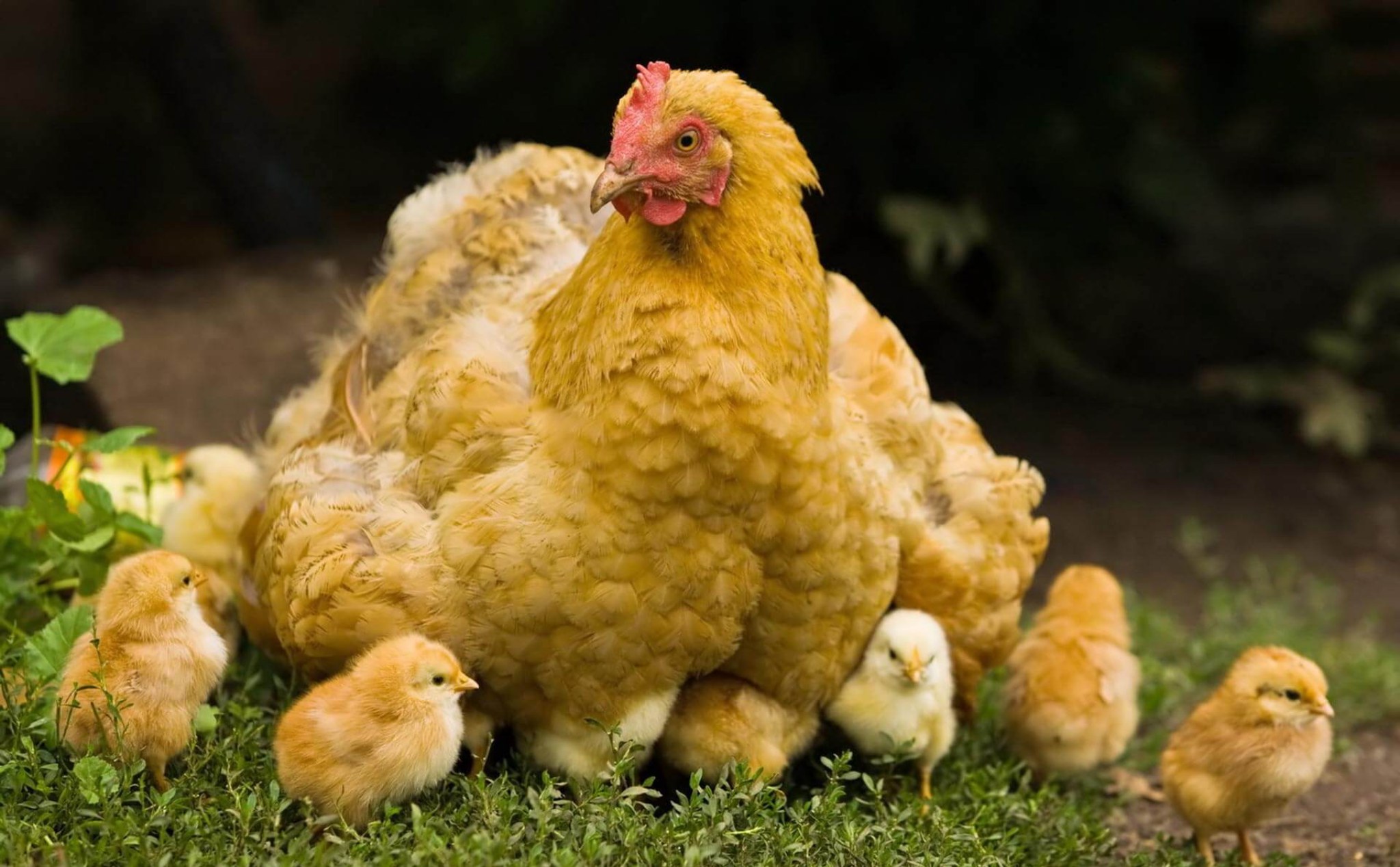 Đang thử nghiệm "sản xuất" loài gà biến đổi gen có khả năng đẻ trứng có sẵn thuốc chống ung thư