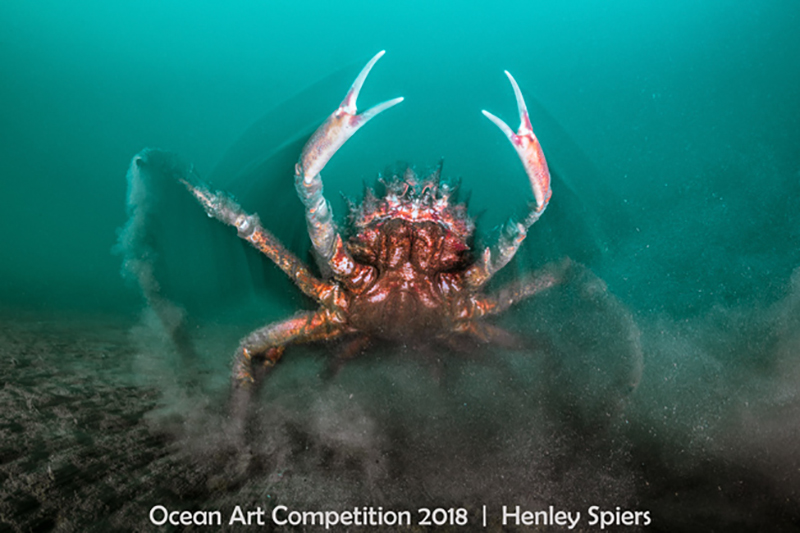 Đang tải Khuyến khích Cold-Water_Henley_Spiers_Spider-Crab-Attack.jpg…
