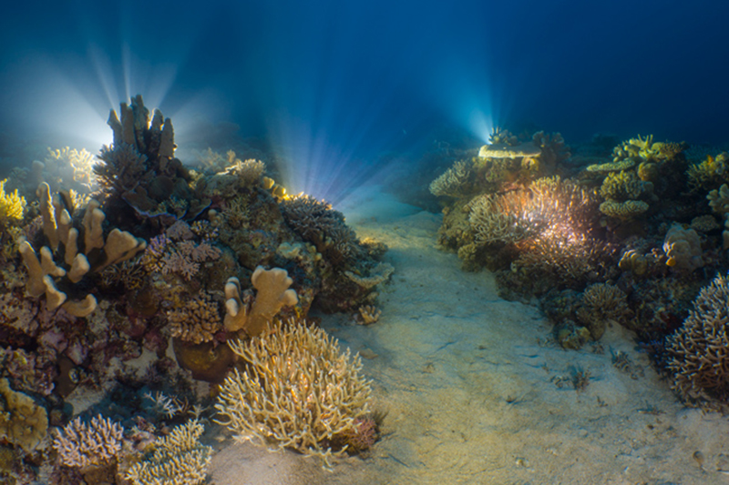 Đang tải 03 -Reefscapes_Alex_Lindbloom_A-Reef-the-Glows.jpg…