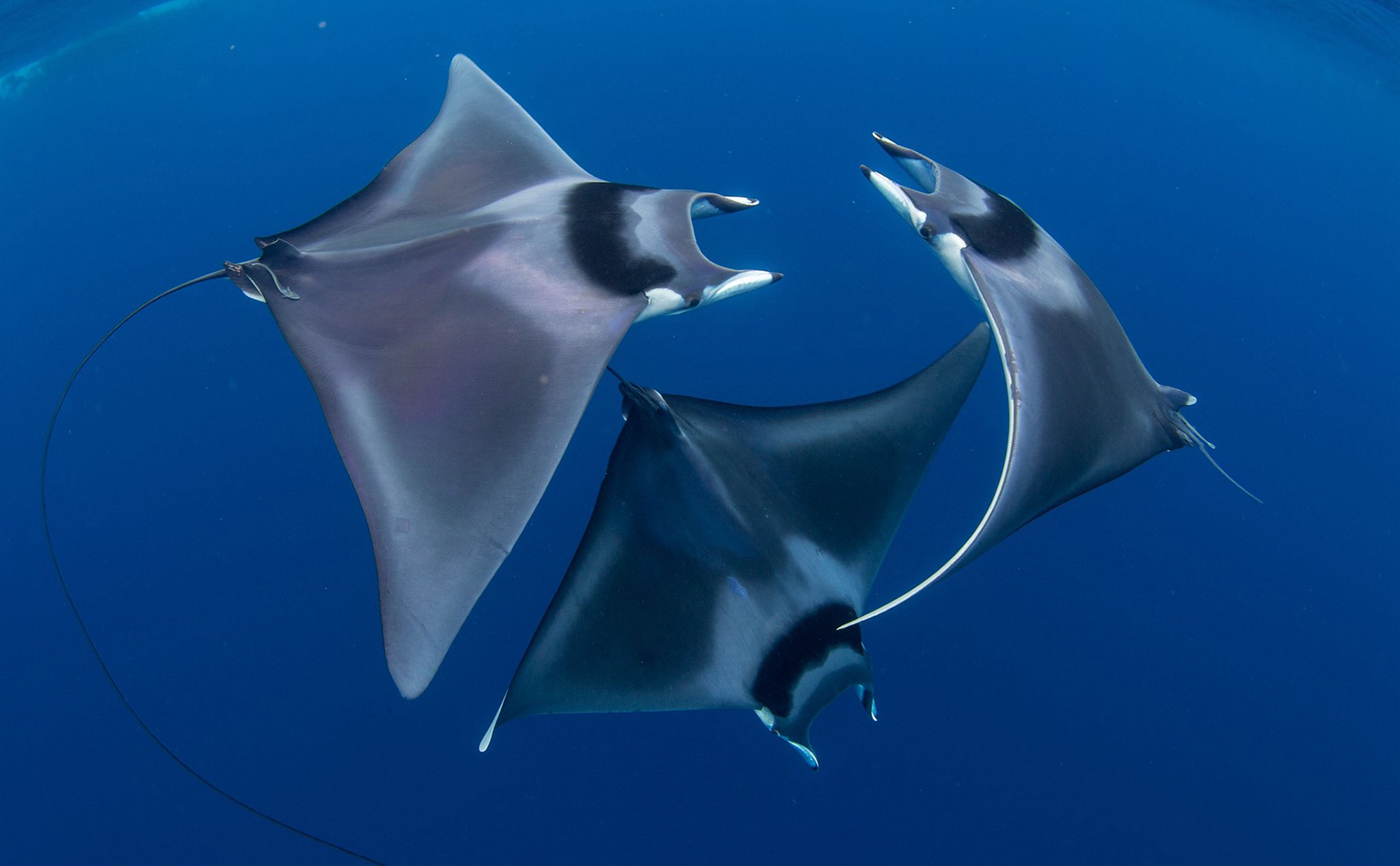[Hình ảnh] Sinh vật và cuộc sống dưới biển qua cuộc thi ảnh Ocean Art Underwater Photo Contest 2018