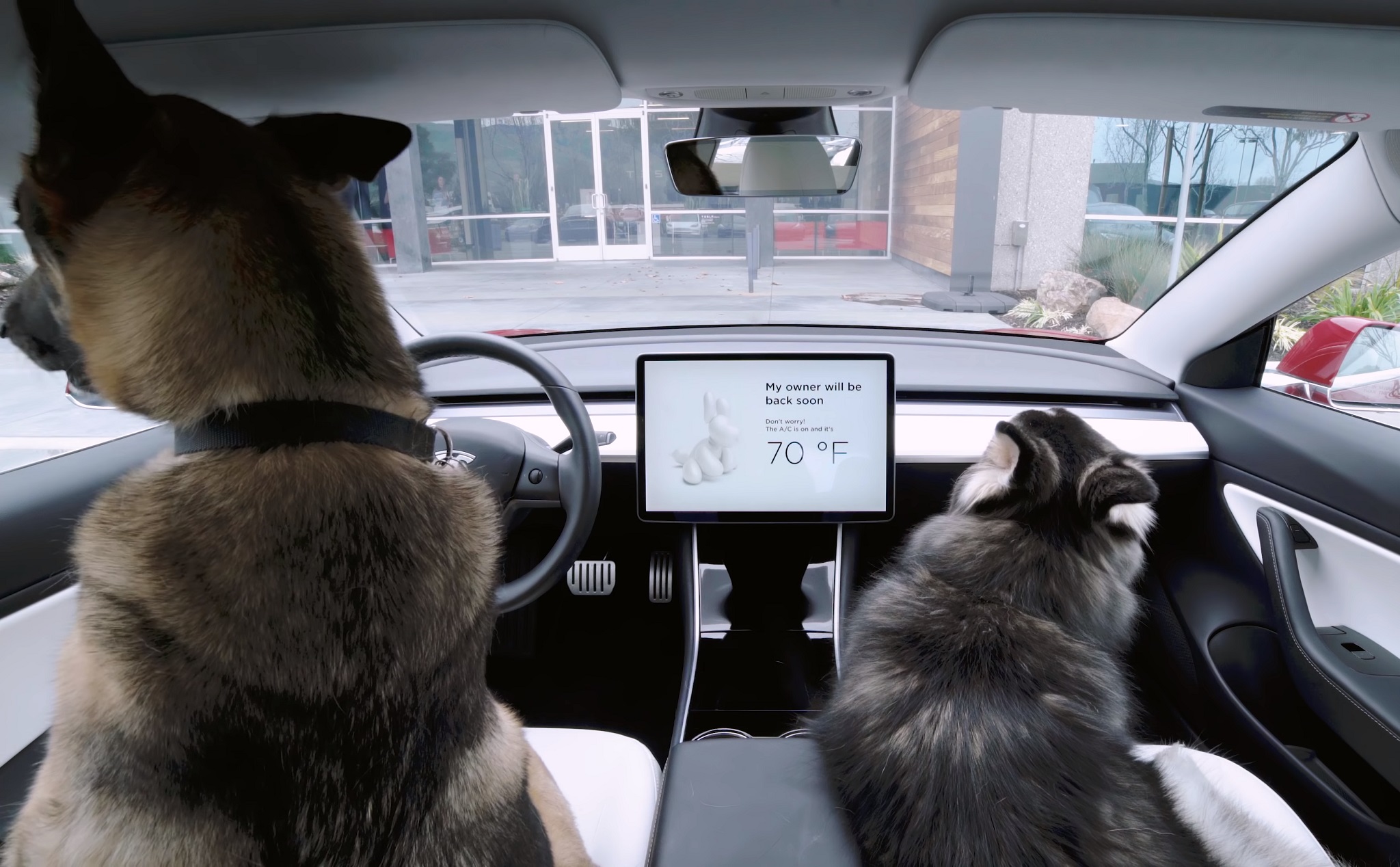 Tesla bổ sung tính năng Dog Mode, giữ máy lạnh xe bật để chó mèo không bị ngộp thở khi chủ rời xe