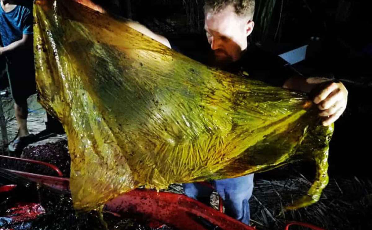 Phát hiện thêm xác cá voi trôi dạt vào bờ với 40kg nhựa trong dạ dày