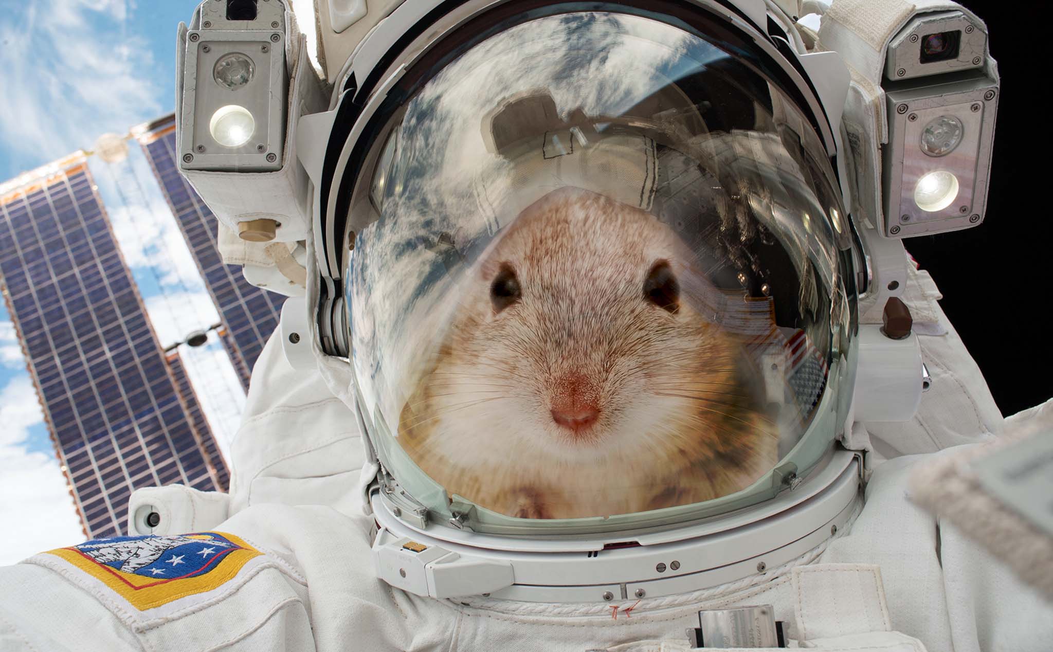 [Video] NASA đưa 4 chú chuột lên ISS để nghiên cứu khả năng thích nghi và đây là những gì xảy ra
