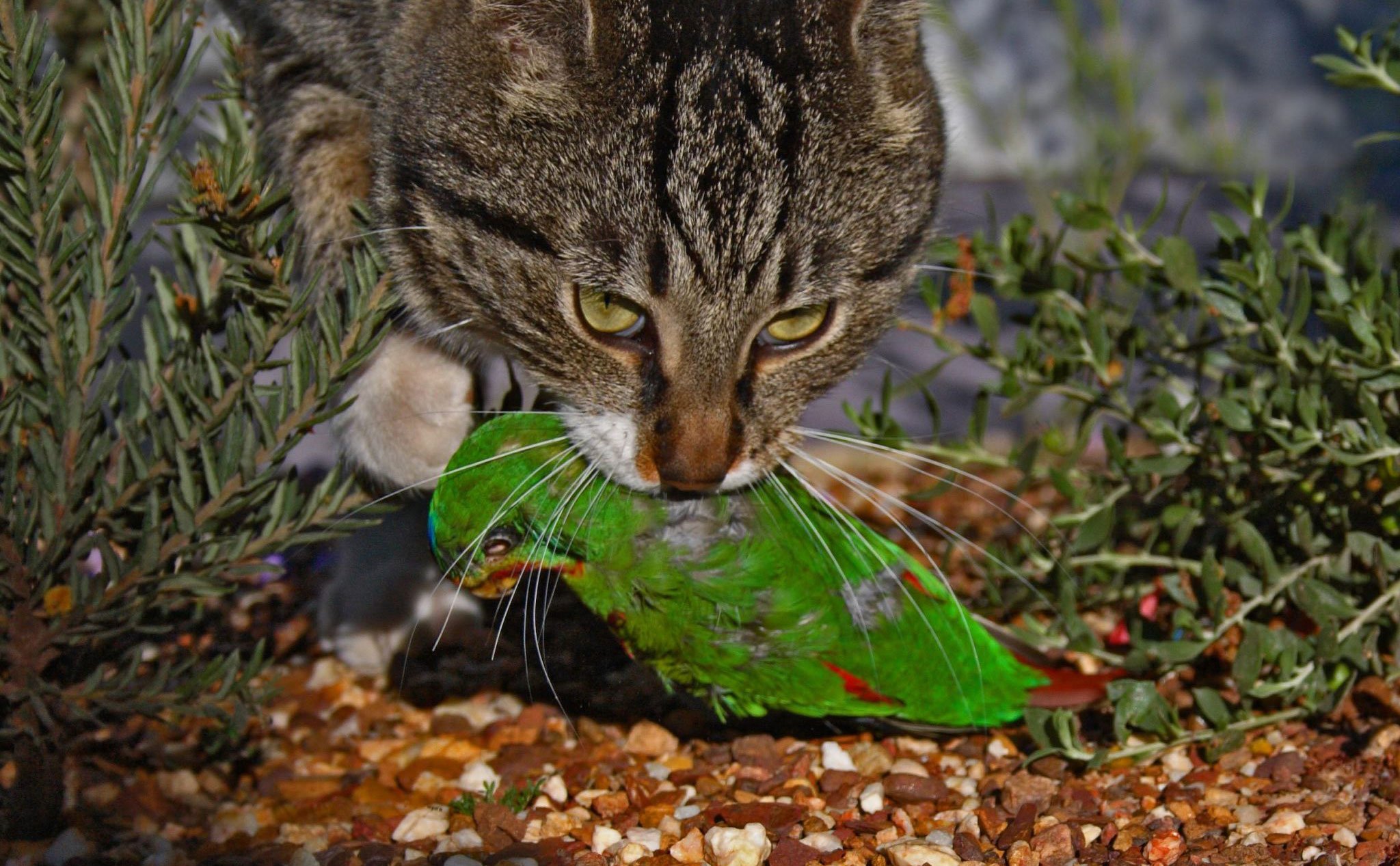 Úc sẽ thả xúc xích tẩm độc để giết mèo hoang (hàng triệu con)