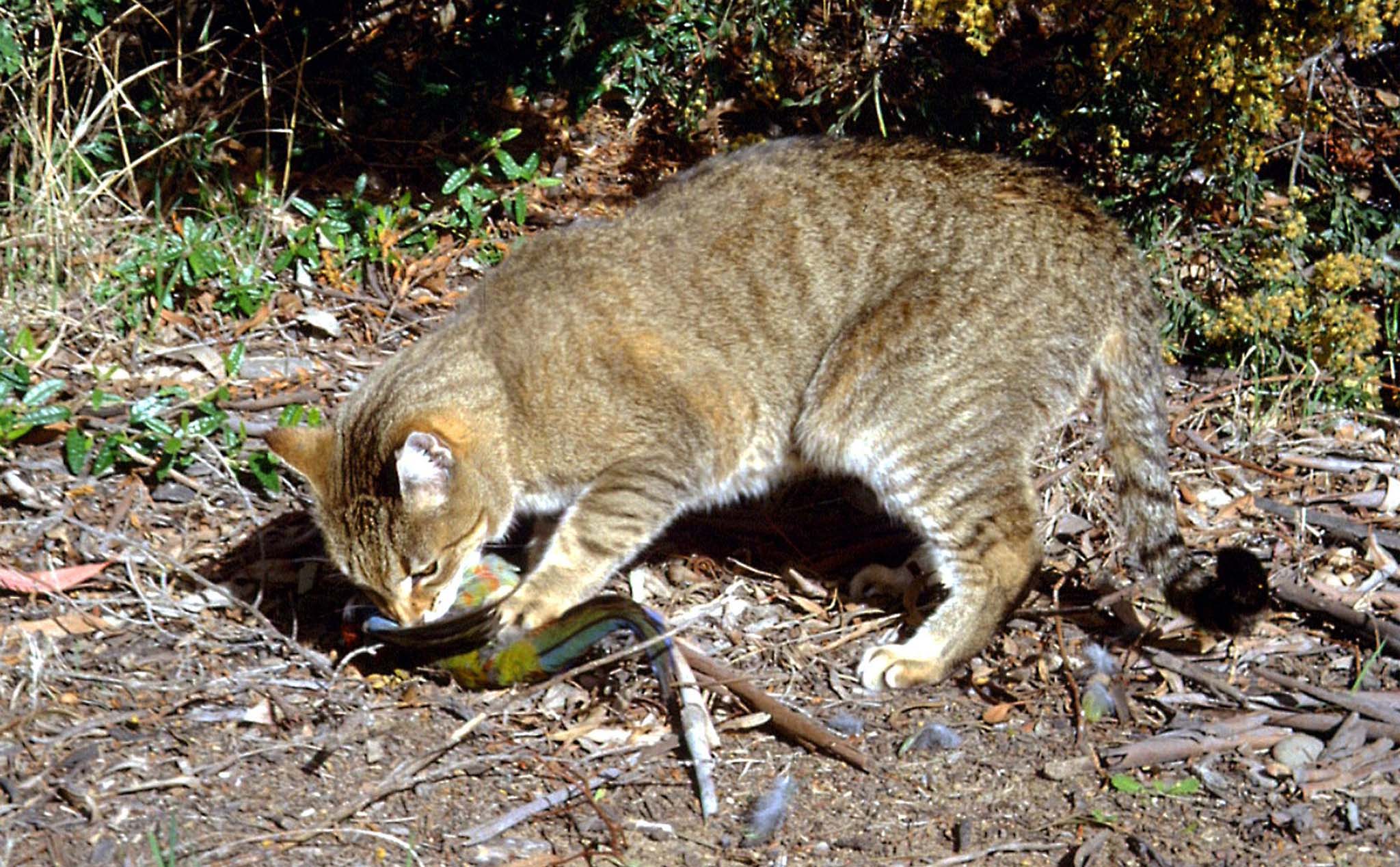 Thả xúc xích độc giết hàng triệu mèo hoang ở Úc có hẳn là tội ác?