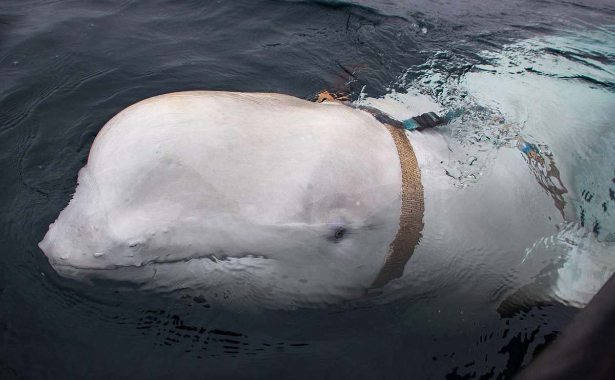 Na Uy phát hiện cá voi trắng nghi đào tẩu từ căn cứ huấn luyện quân sự của Nga