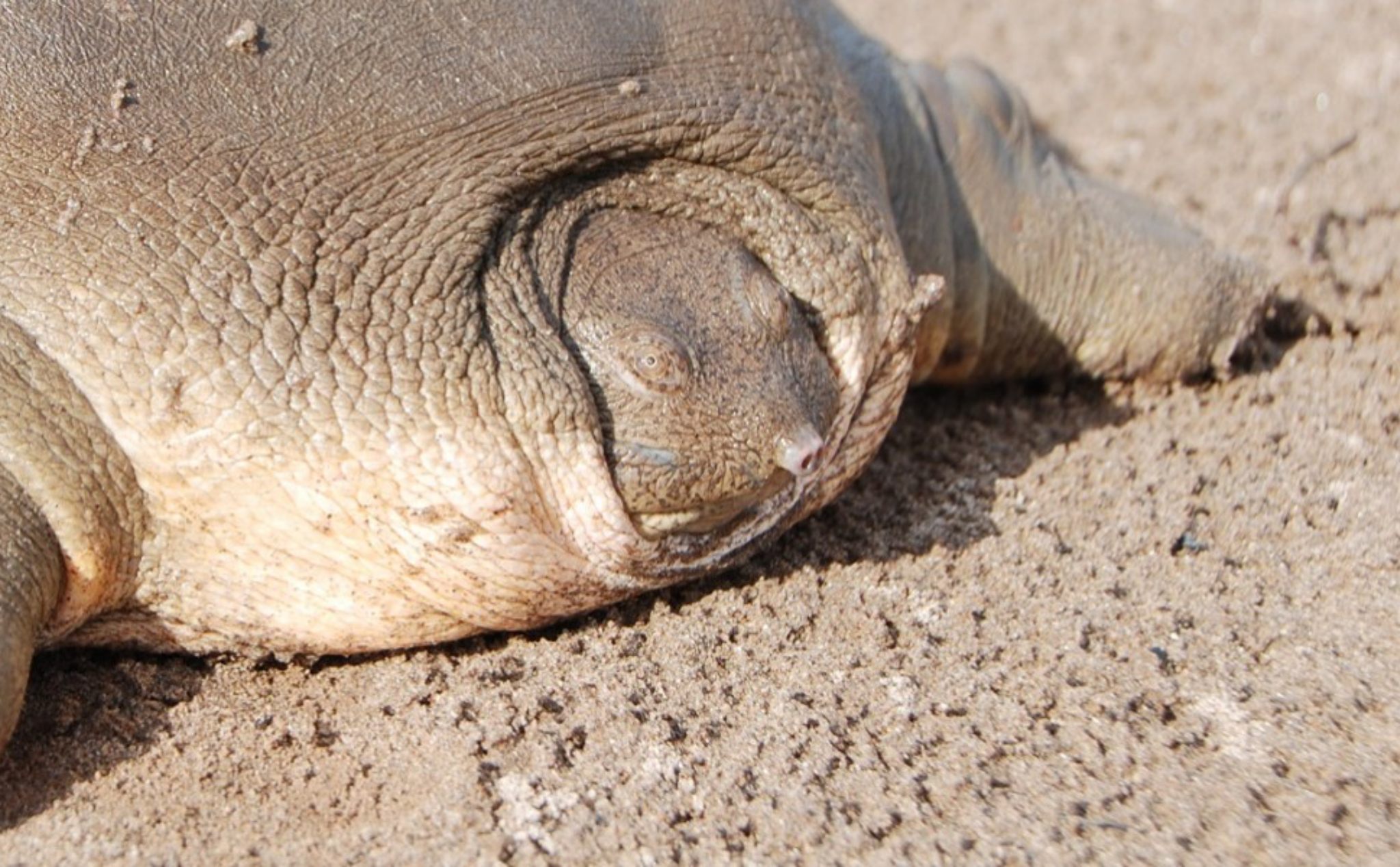 Giống rùa mai mềm Cantor gần giống rùa Hồ Gươm đang dần phục hồi ở Campuchia