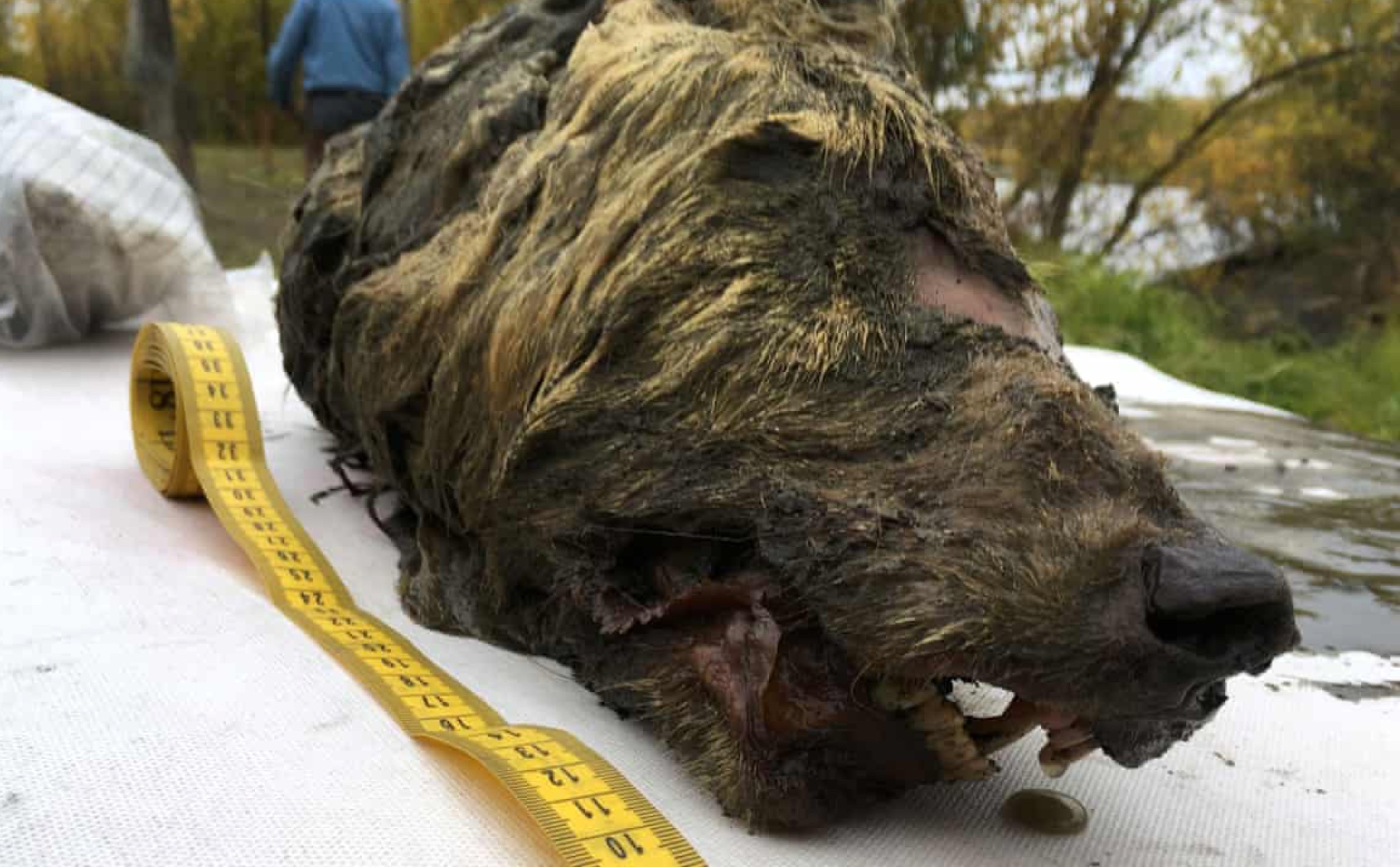 Tìm thấy đầu 1 con sói đã chết từ 40.000 năm trước ở Siberia: gần như còn nguyên vẹn