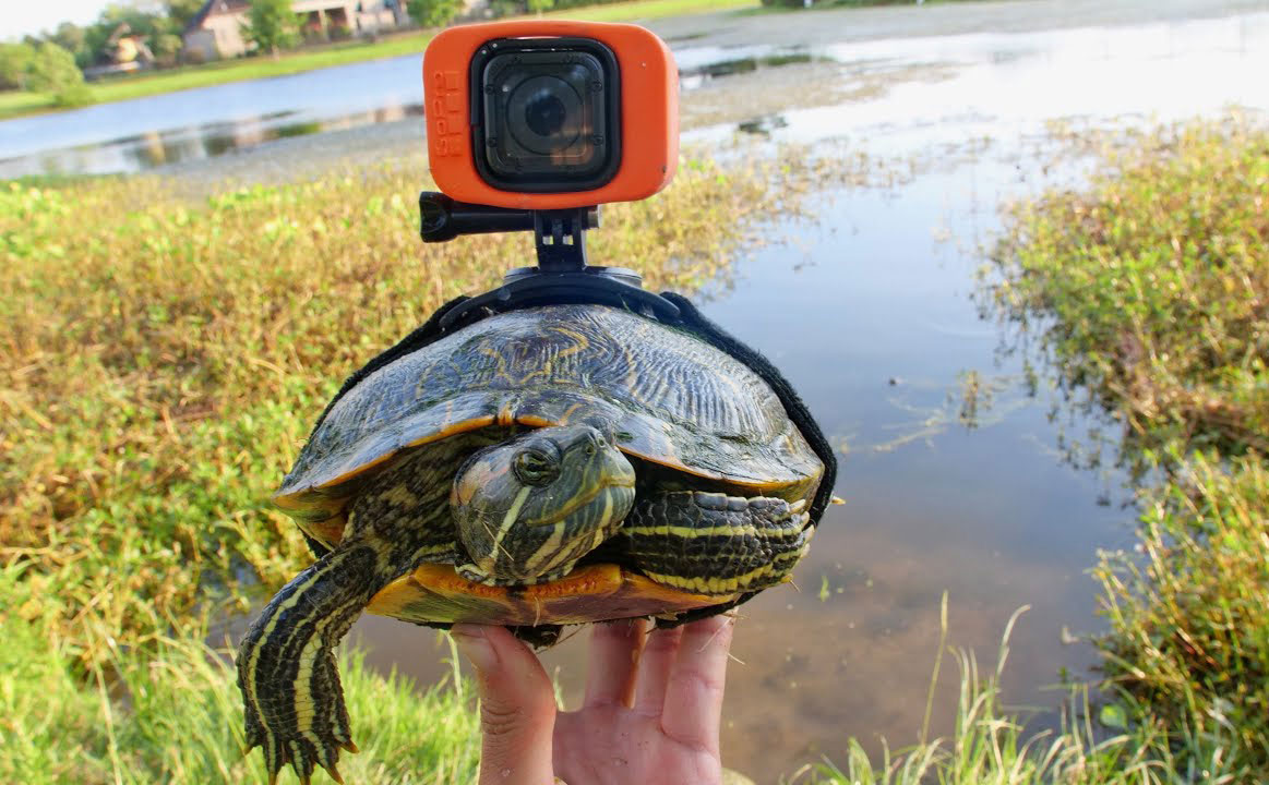 [Video] Gắn GoPro lên lưng rùa, đuợc trả lại kèm video cuộc sống duới nuớc