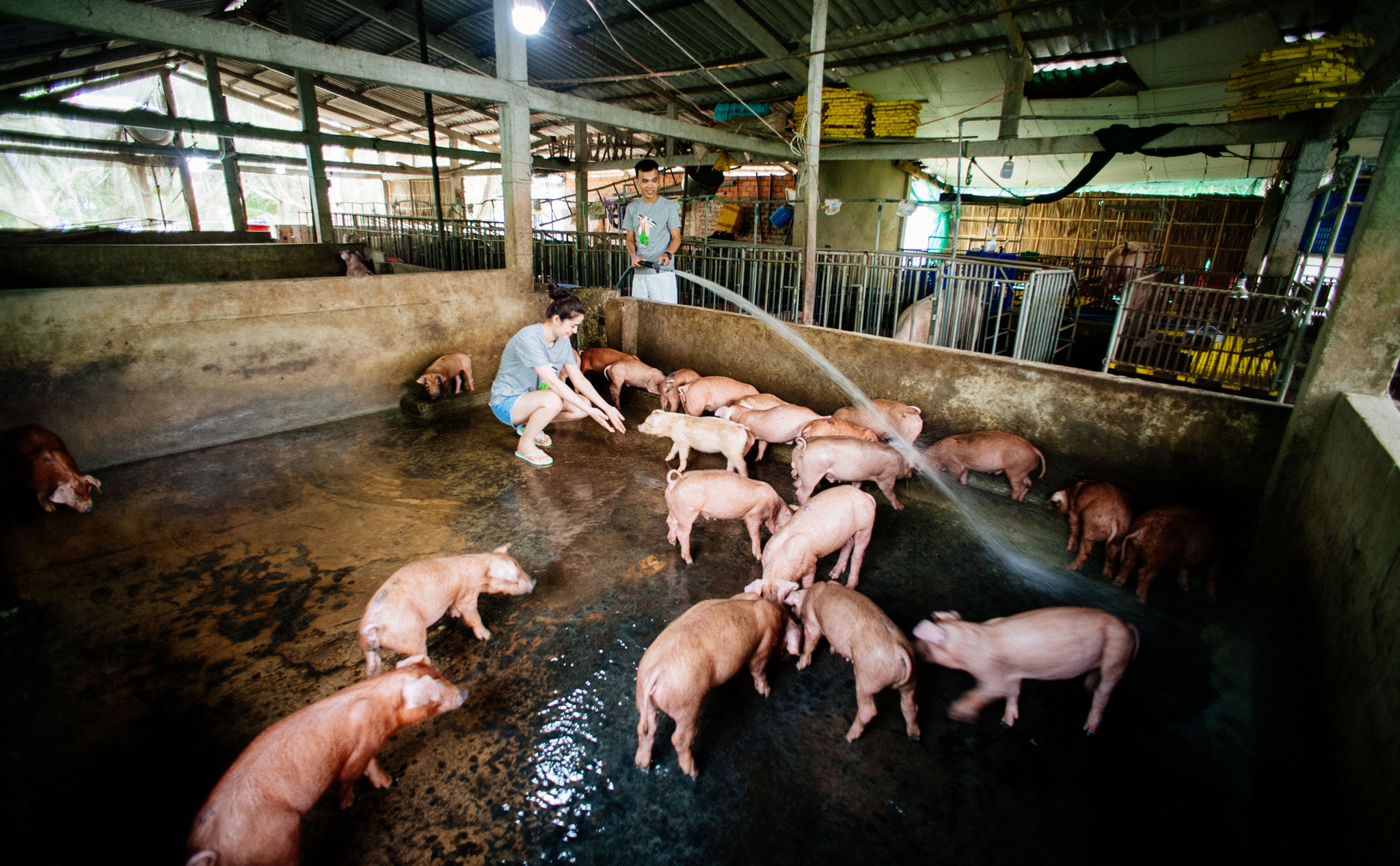 Việt Nam sản xuất thử nghiệm thành công vaccine phòng dịch tả lợn châu Phi