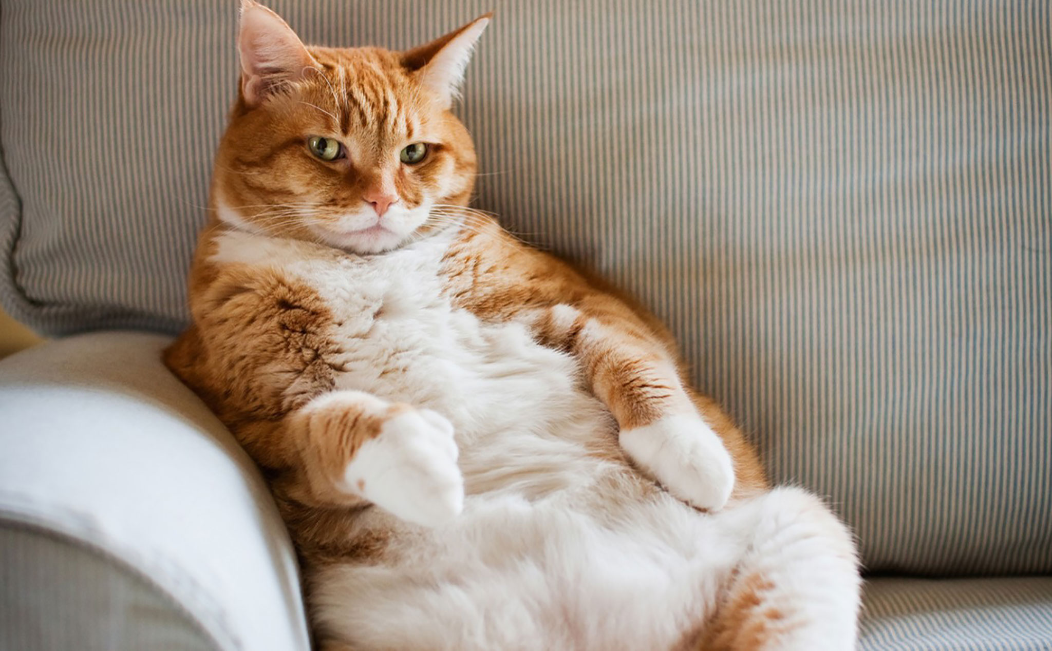 [Nghiên cứu] Mèo đang ngày càng mập hơn so với ngày trước