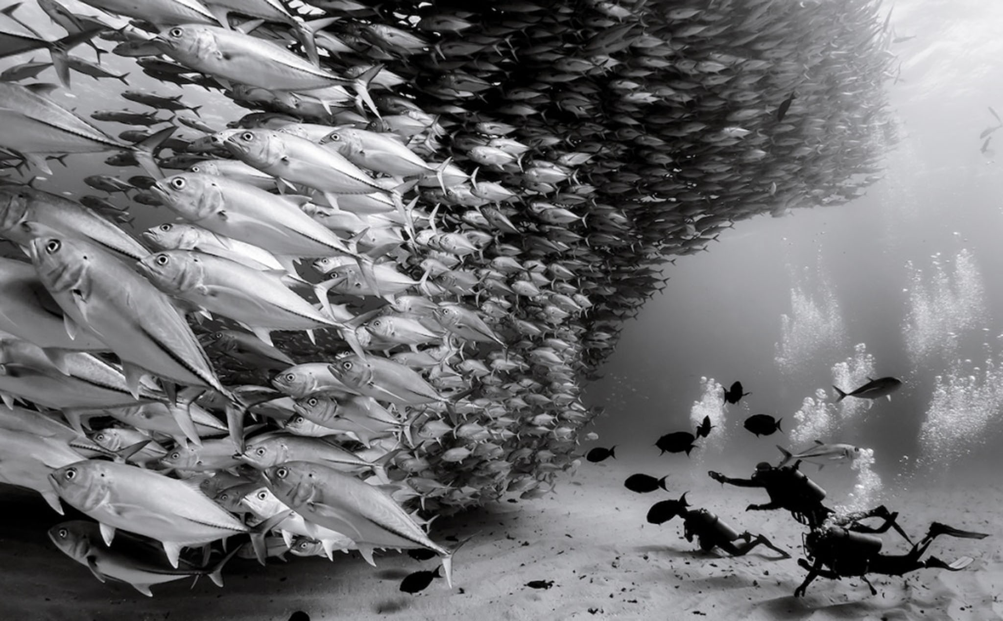 Tác giả chụp bộ ảnh đen trắng thế giới đại dương suốt 30 năm kể lại quá trình thực hiện