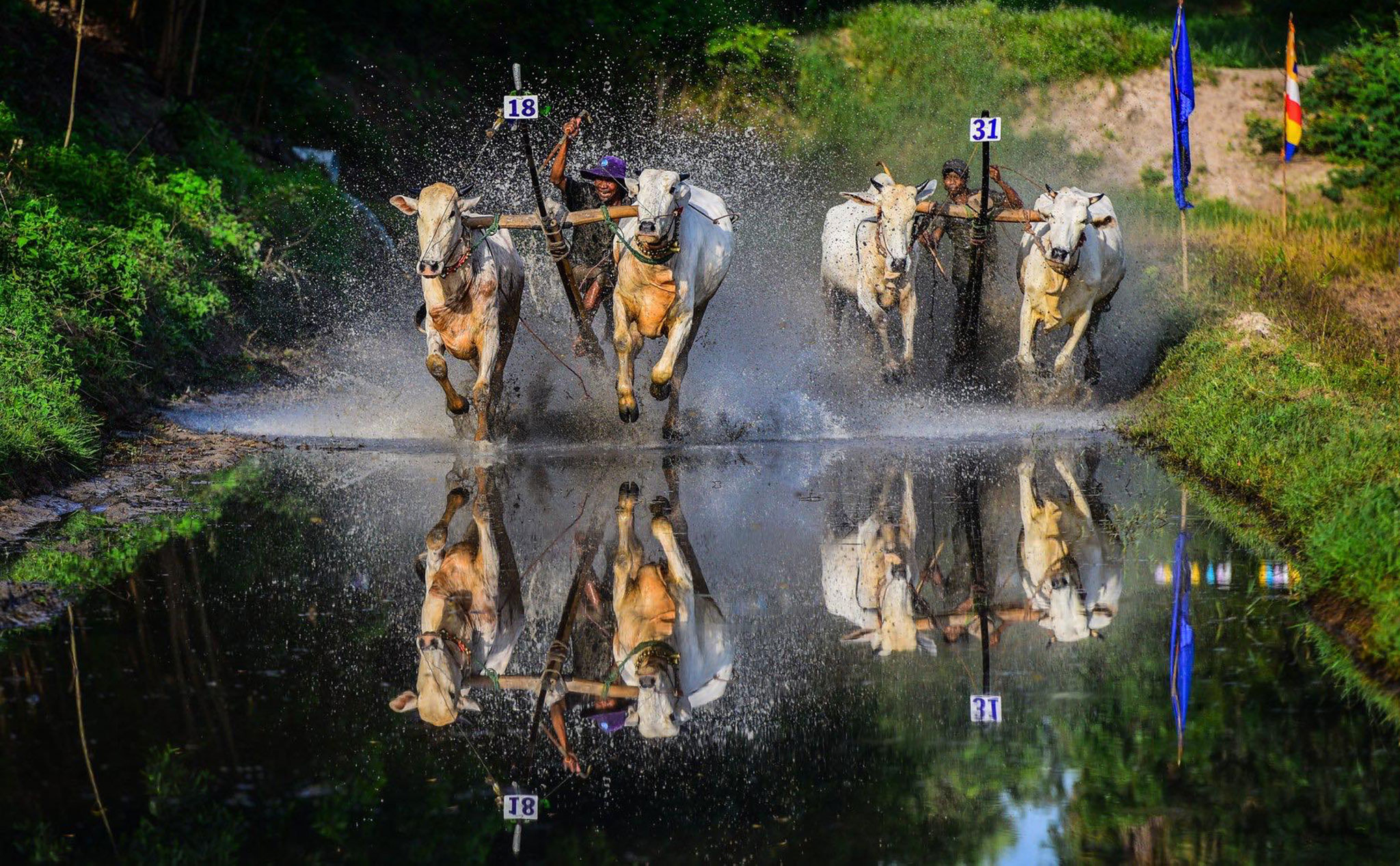 Mời anh em tham dự lễ hội đua bò Chùa Rô 2019: Anh Huỳnh Phúc Hậu chia sẻ & hướng dẫn chụp - 20/9