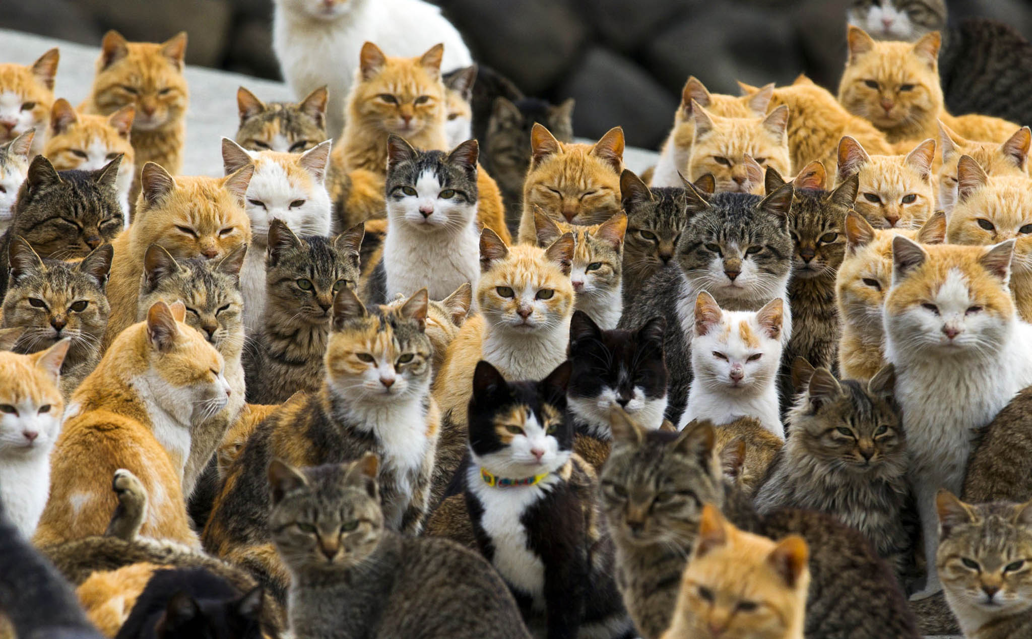 Nghiên cứu mới: Các “quàng thượng” mèo hóa ra không chảnh như anh em nghĩ