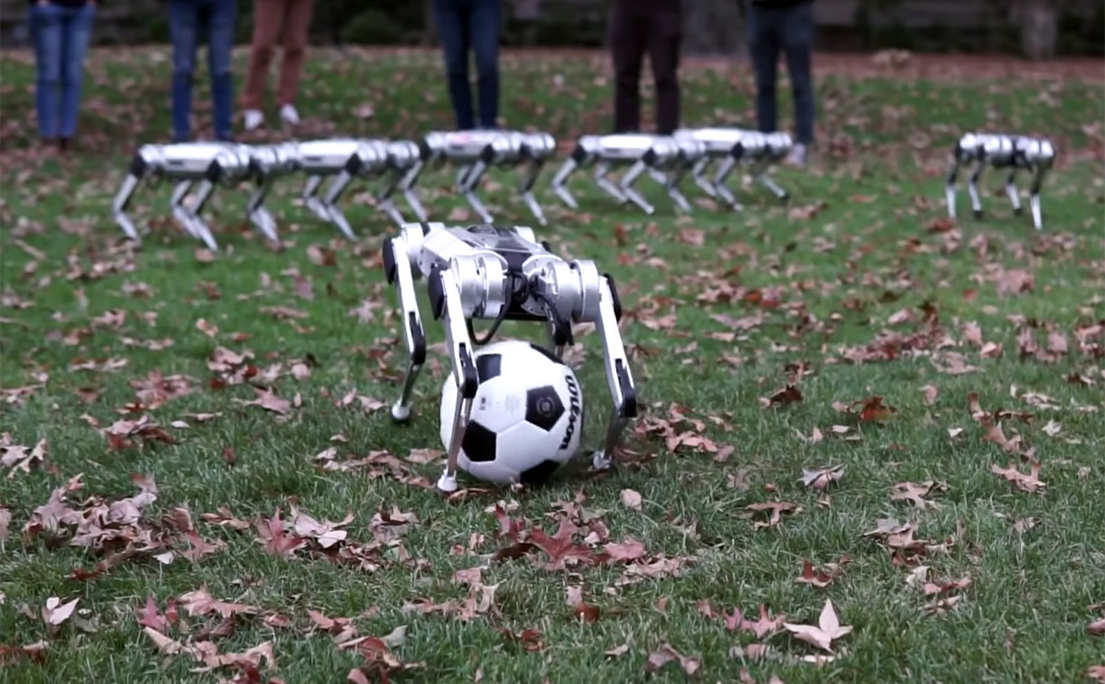 [Video] Đàn robot báo đốm cỡ nhỏ chơi đùa cùng nhau