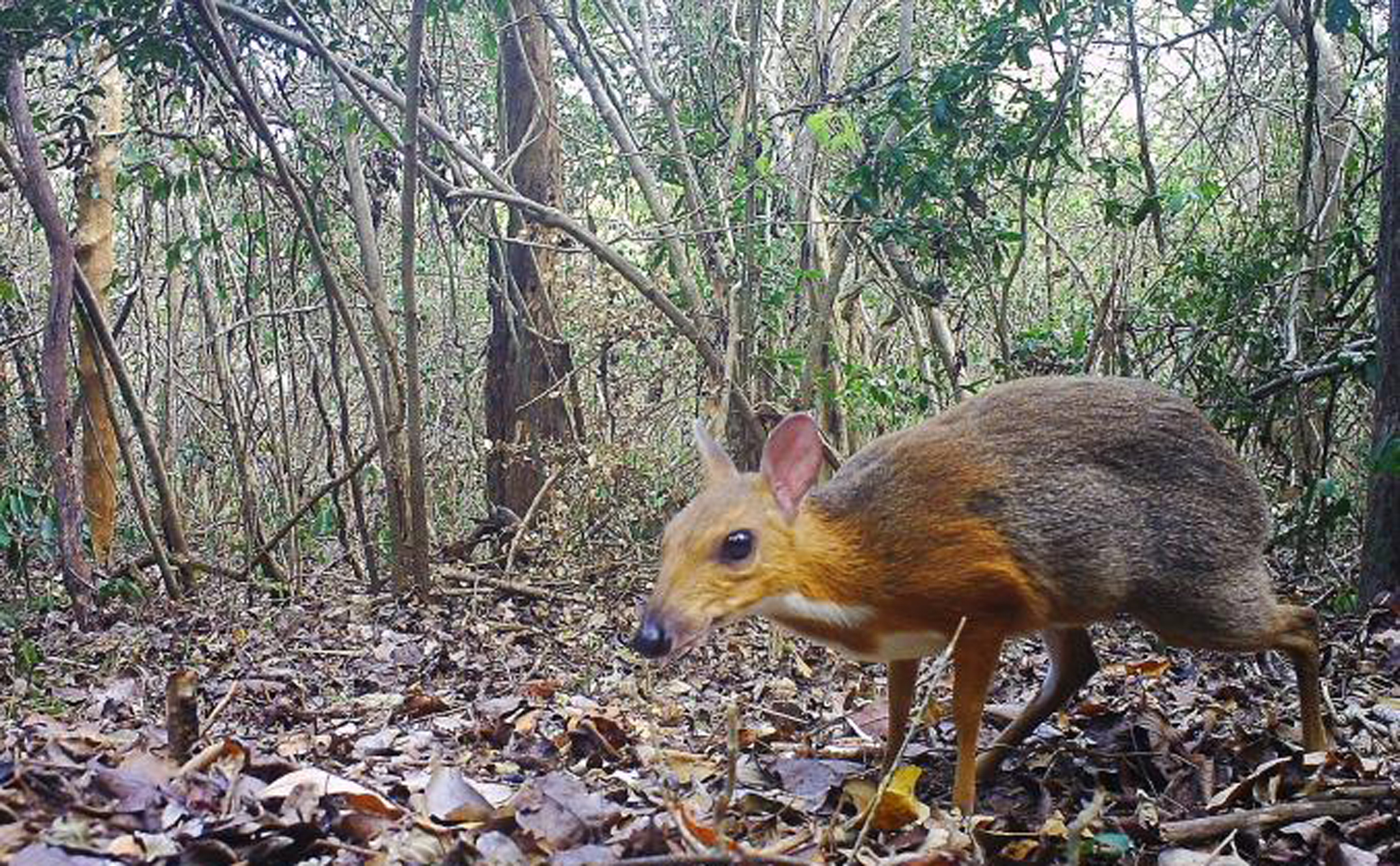Sinh vật nghi đã tuyệt chủng bất ngờ được bắt gặp tại rừng Việt Nam
