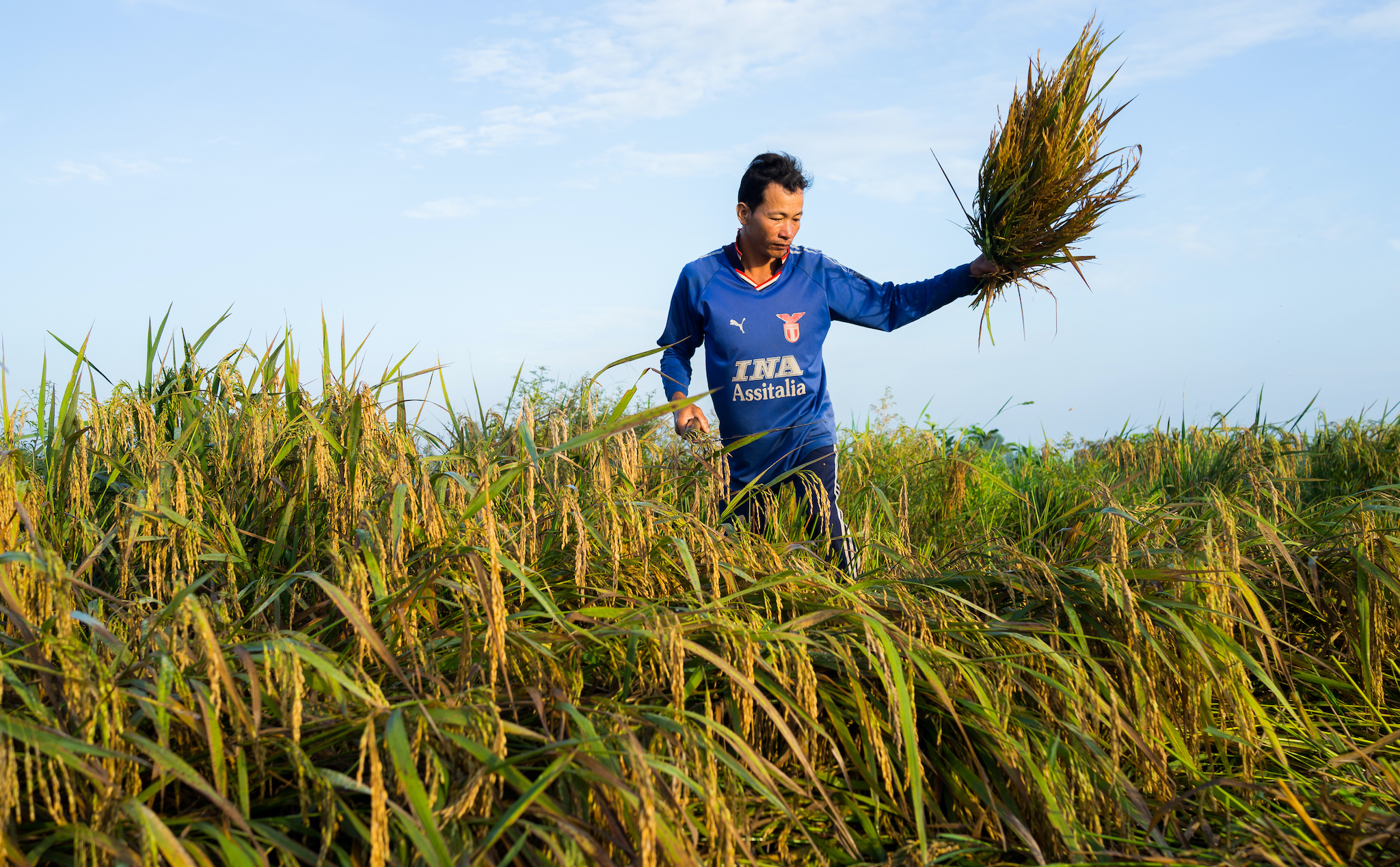 Gạo Việt Nam đạt giải gạo ngon nhất Thế Giới