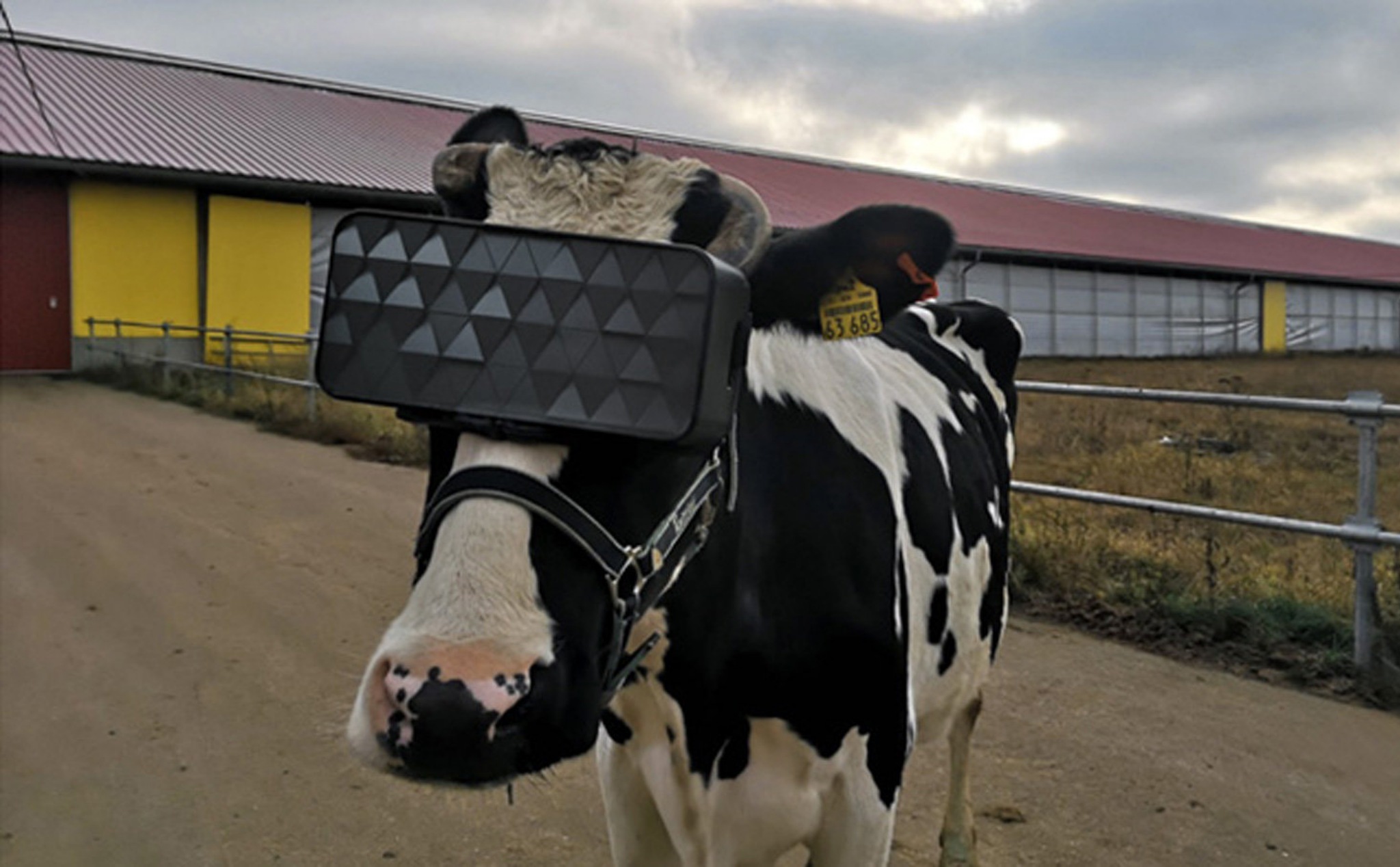 Cho bò ngắm cảnh qua kính VR để vắt được nhiều sữa hơn?