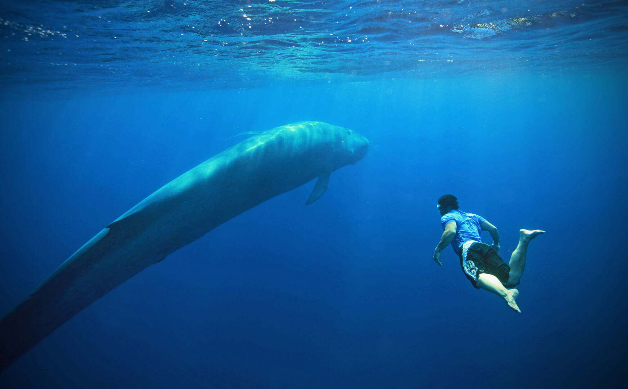 Người ta lần đầu đo nhịp tim của cá voi xanh, và đôi khi nó chỉ đập 2 lần một phút