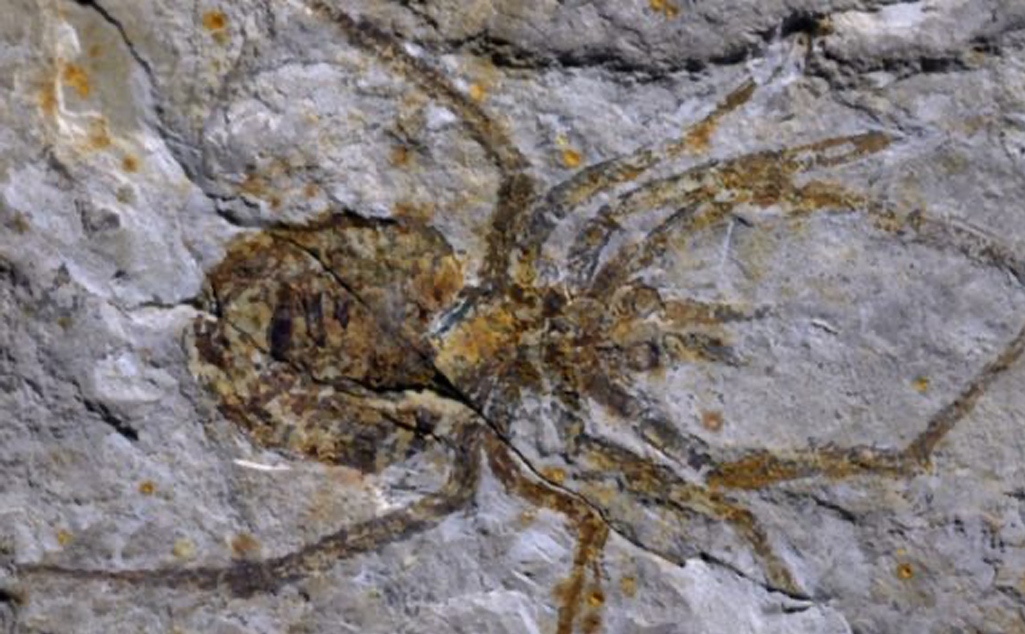 Đây là hoá thạch nhện cổ đại được làm giả để kiếm tiền, thực chất đó là tôm hùm đất