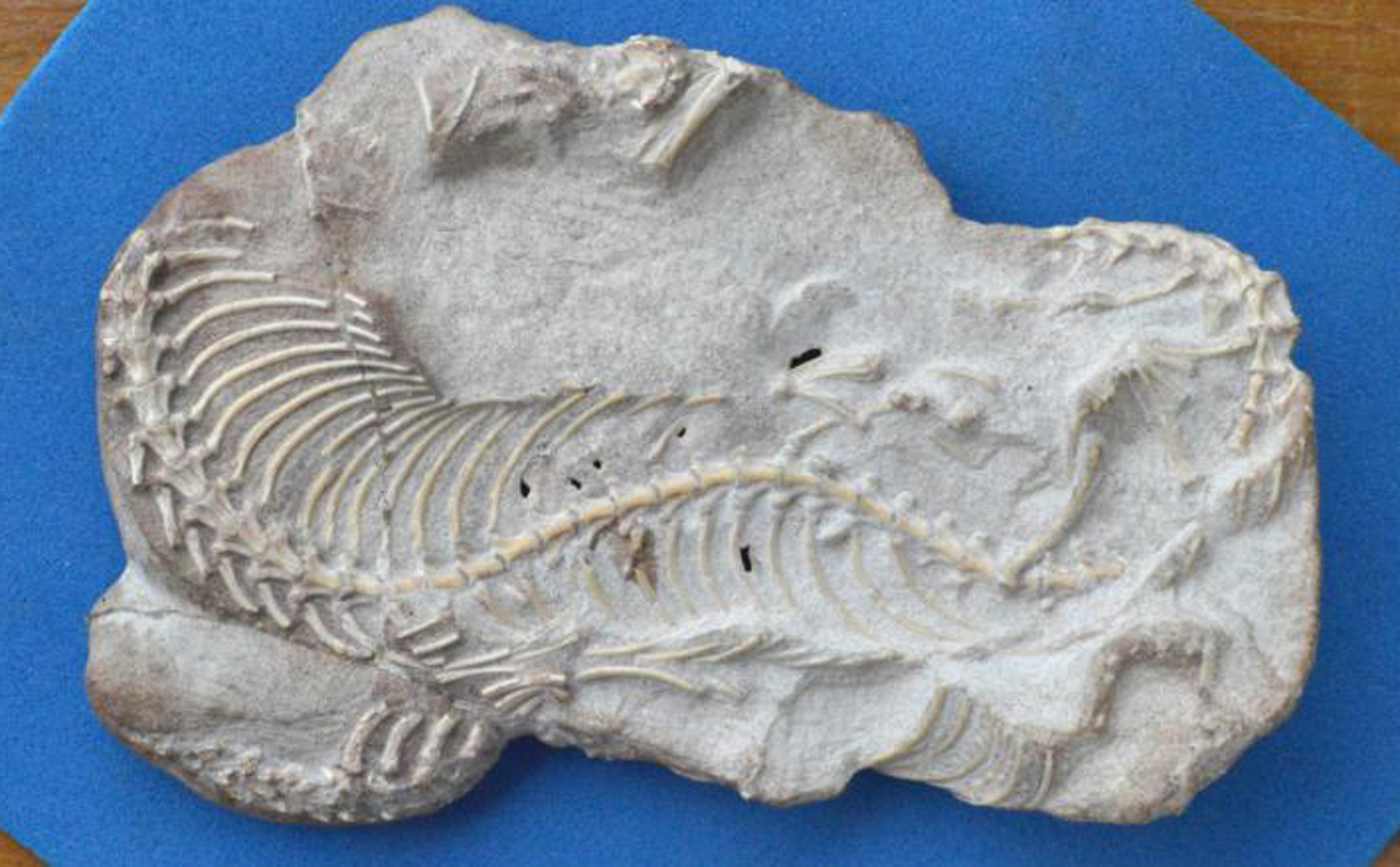 Rắn từng sở hữu chân sau tới hơn 70 triệu năm trước khi chúng bị biến mất