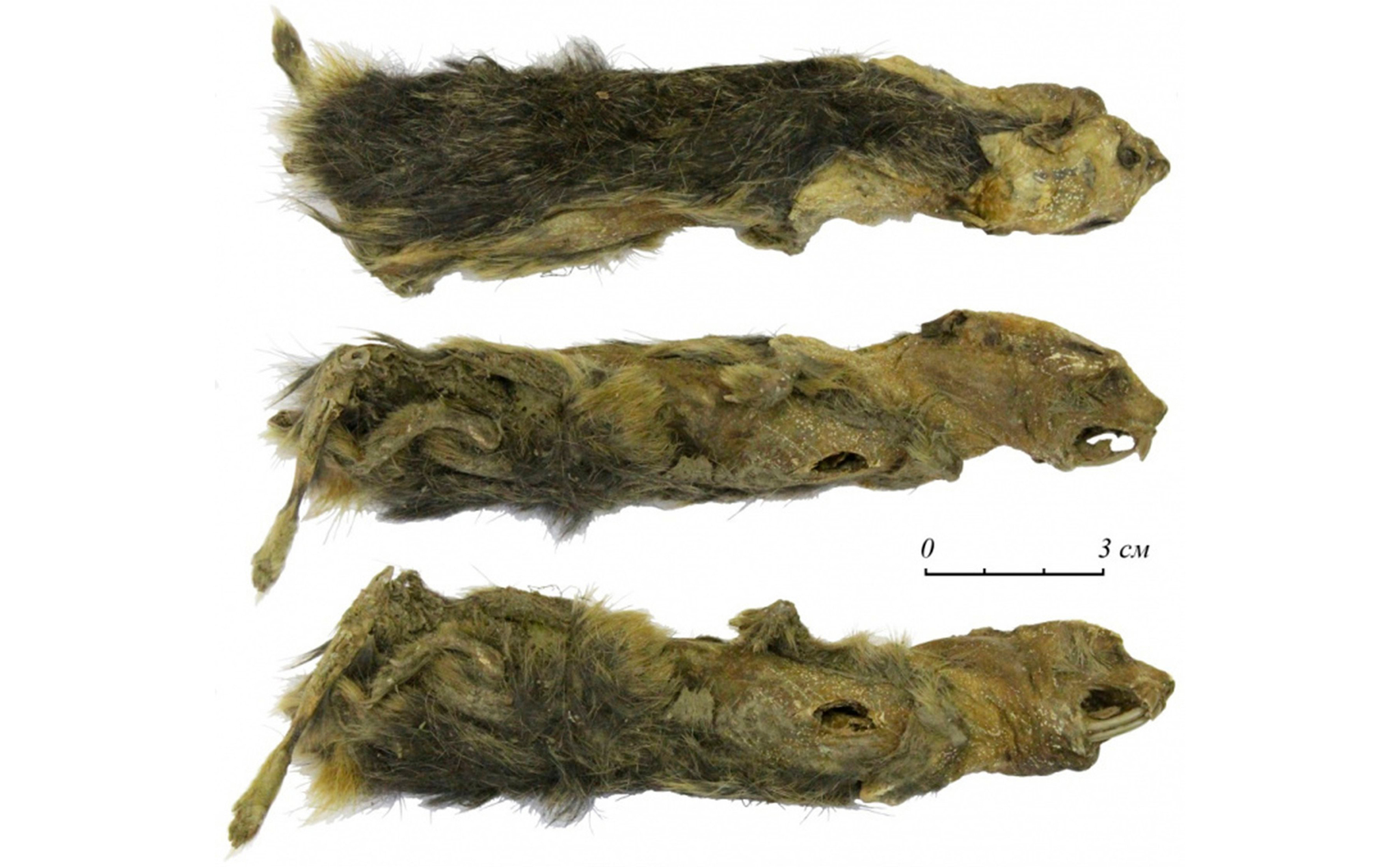 Đây là ảnh chú chuột đóng băng niên đại 41000 năm tuổi, là con chuột lemming cổ nhất thế giới