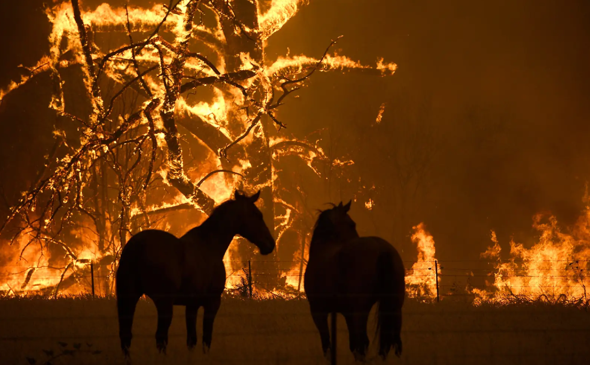 [Ảnh] Vụ cháy rừng khủng khiếp đang biến Úc thành địa ngục trần gian
