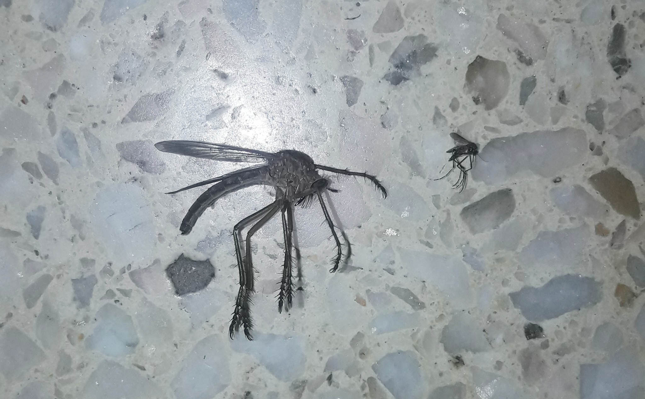 Con muỗi to khổng lồ ở Argentina!