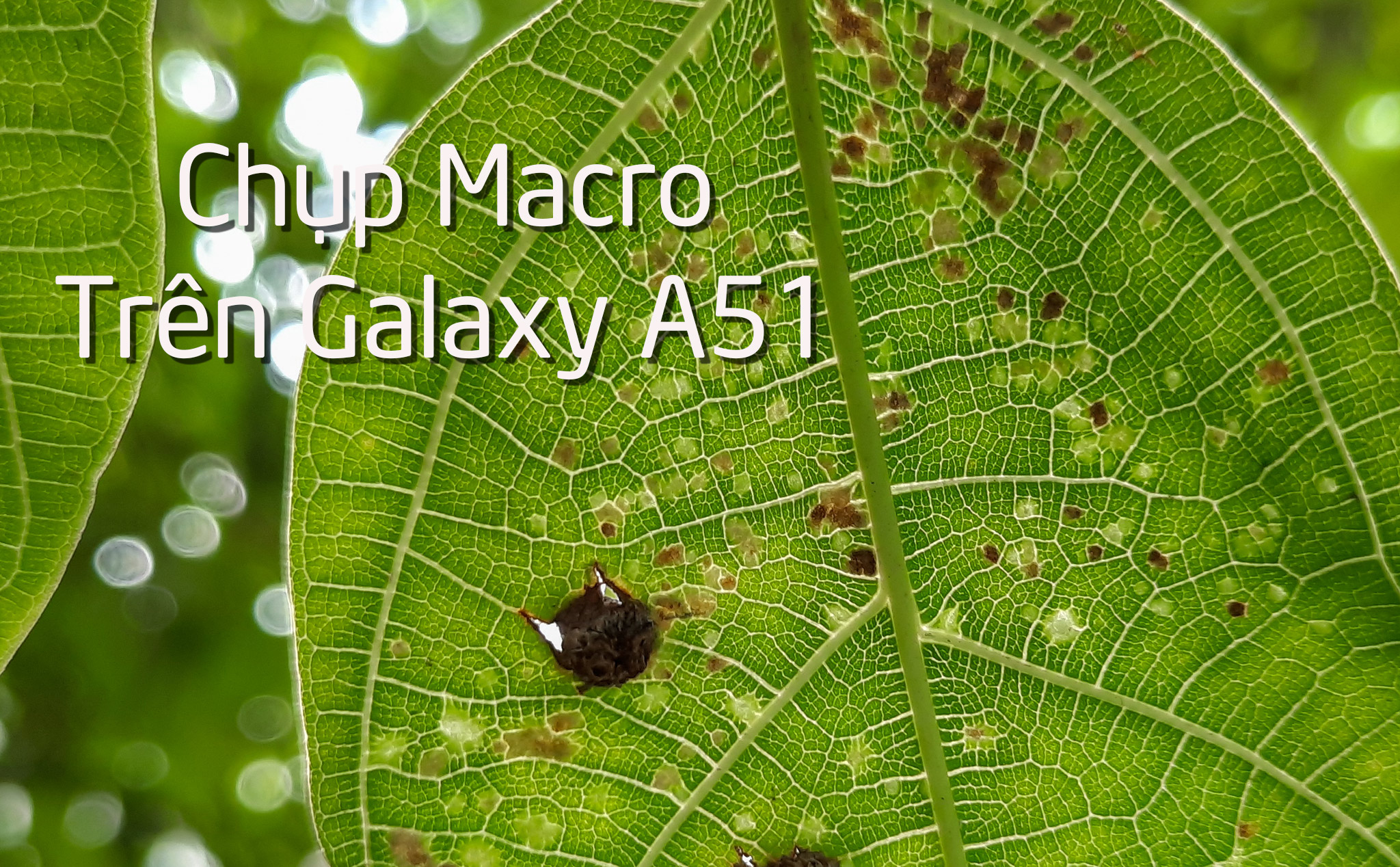 Giới thiệu tính năng: chụp macro trên Galaxy A51