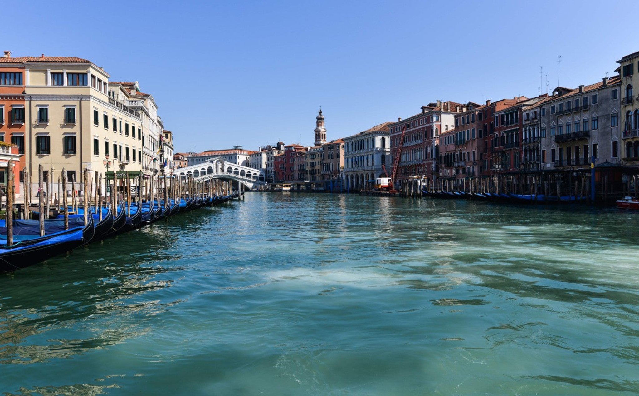 Nước Ý vắng vẻ do Covid, thiên nga và cá heo lại xuất hiện tung tăng trên kênh đào Venice