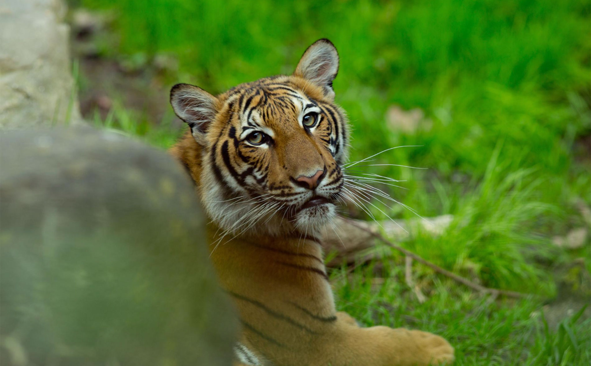 Một con hổ ở vườn thú Bronx, New York bị phát hiện dương tính Covid-19